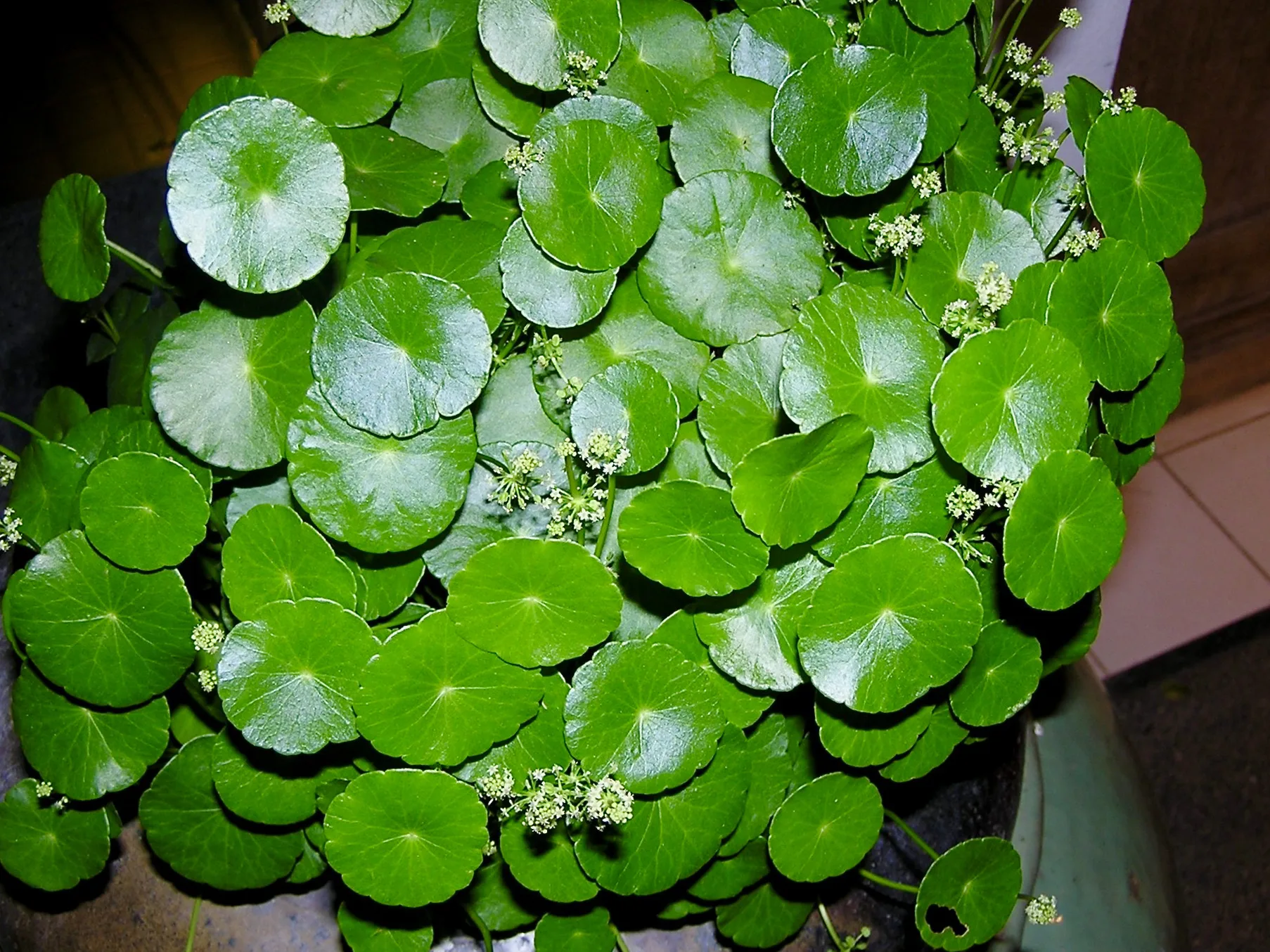 Whorled Pennywort natural colour and form