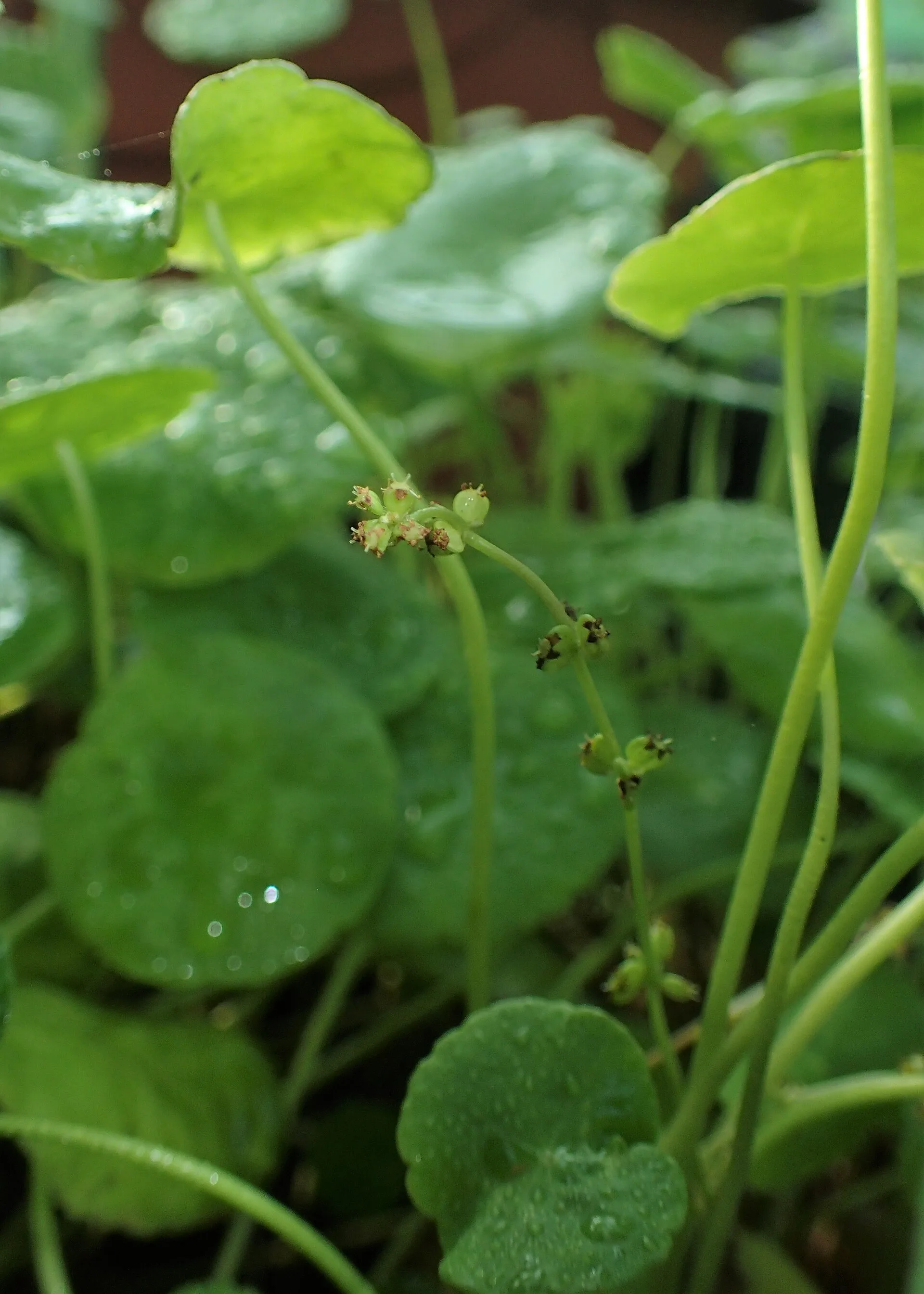Whorled Pennywort (Hydrocotyle verticillata)
