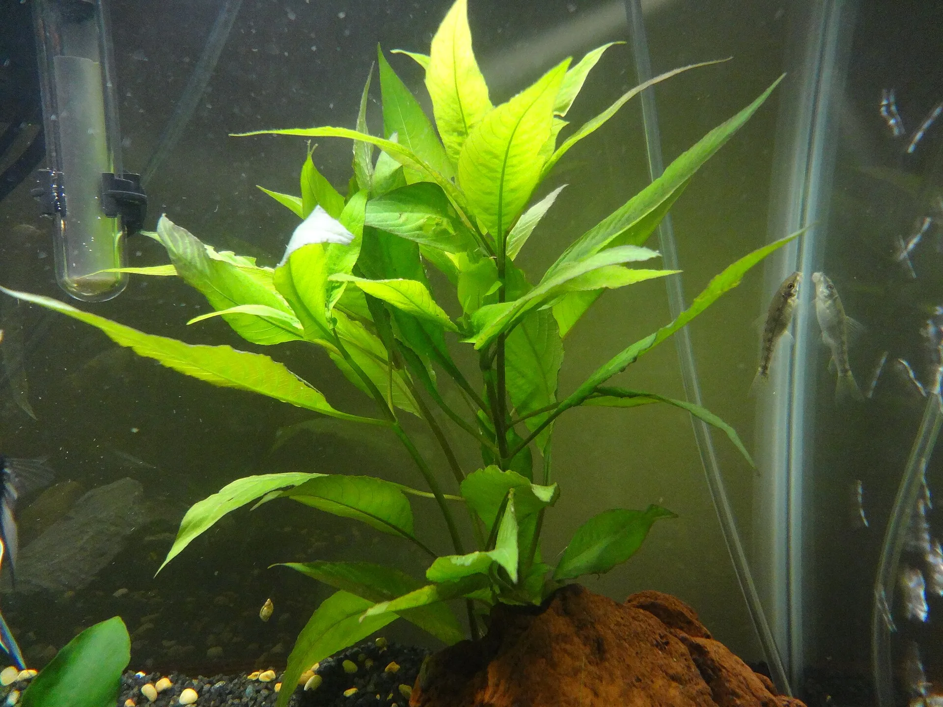 Hygrophila corymbosa (Hygrophila corymbosa)