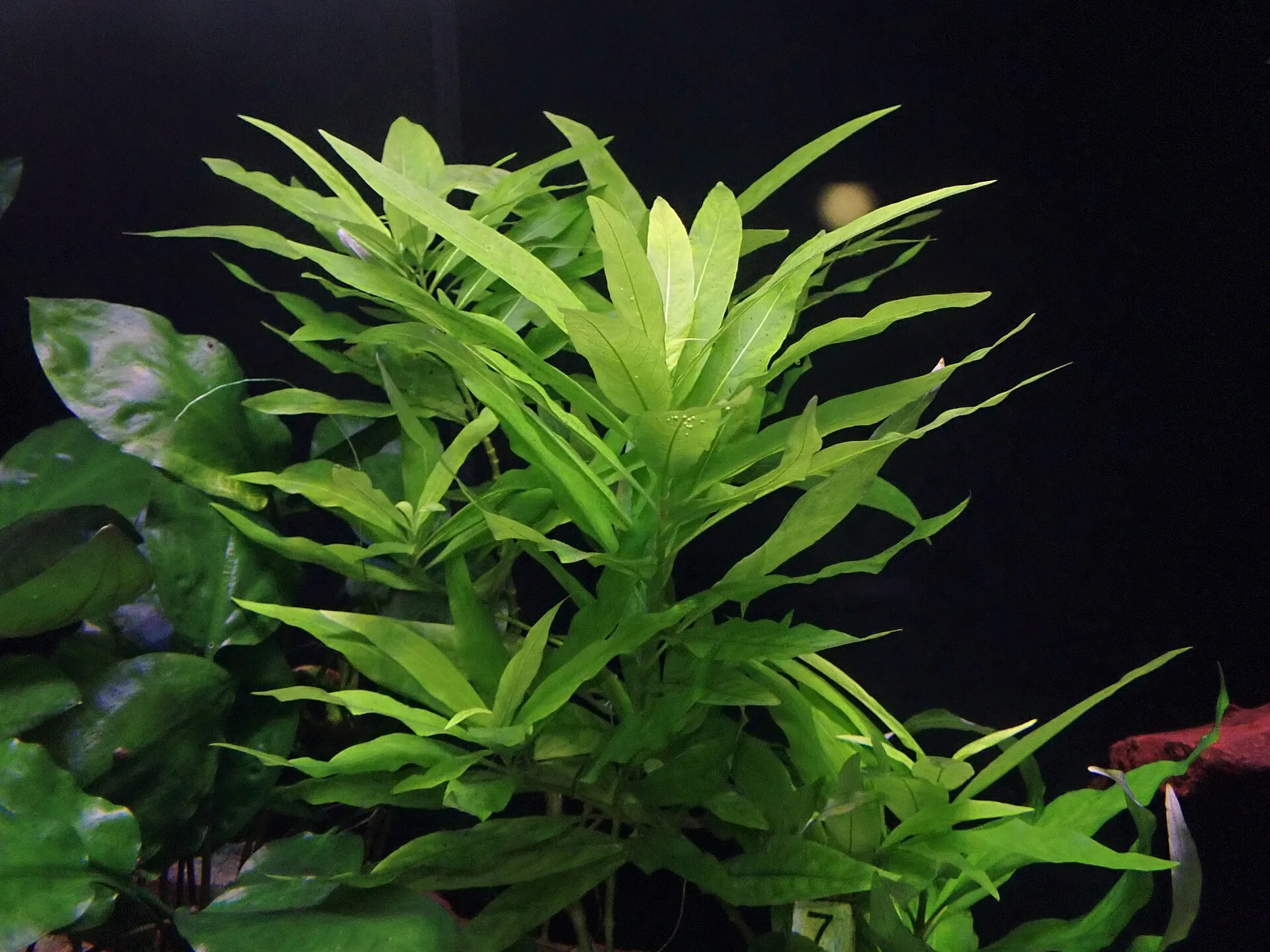 Hygrophila corymbosa aquarium plant