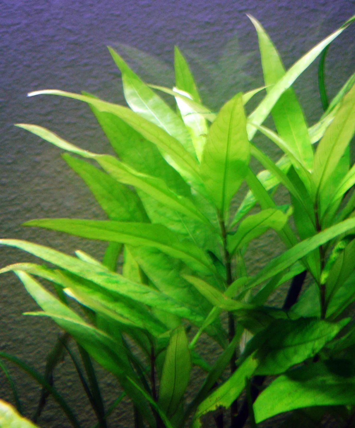 Hygrophila corymbosa (Hygrophila corymbosa) leaf detail
