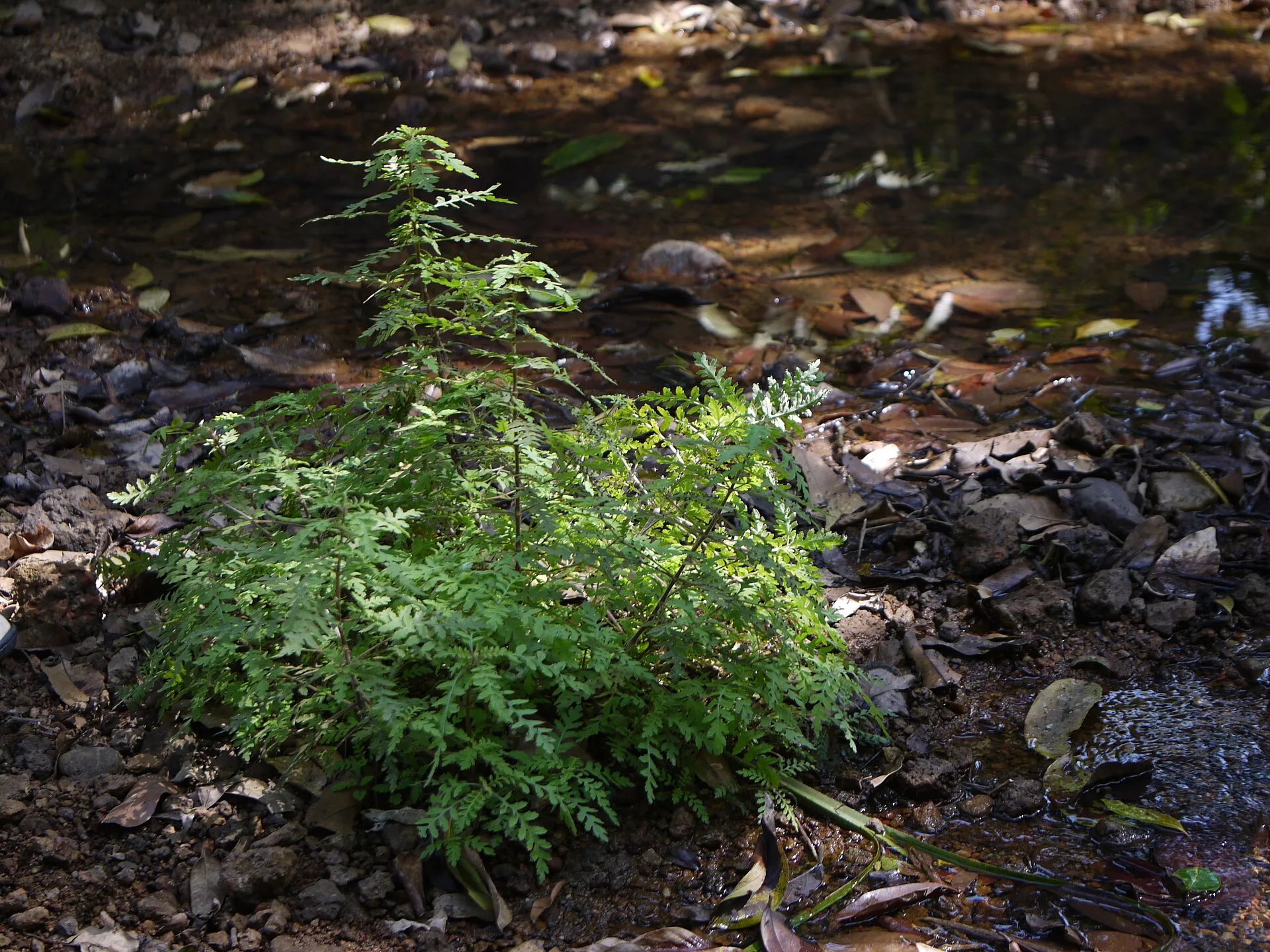 Hygrophila pinnatifida (Hygrophila pinnatifida)