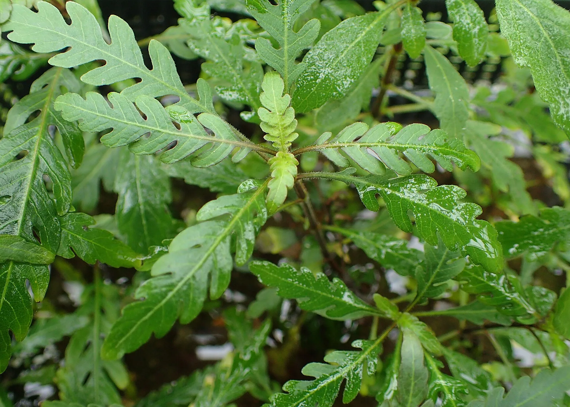 Hygrophila pinnatifida aquarium plant