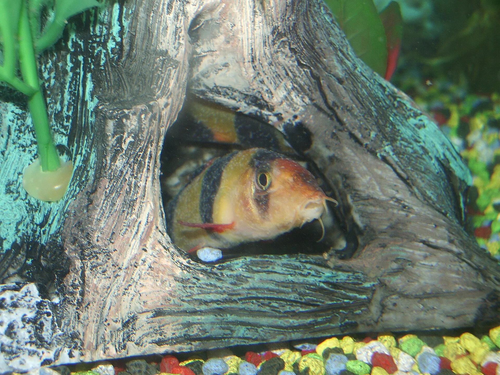 Clown loaches showing ich white spot disease