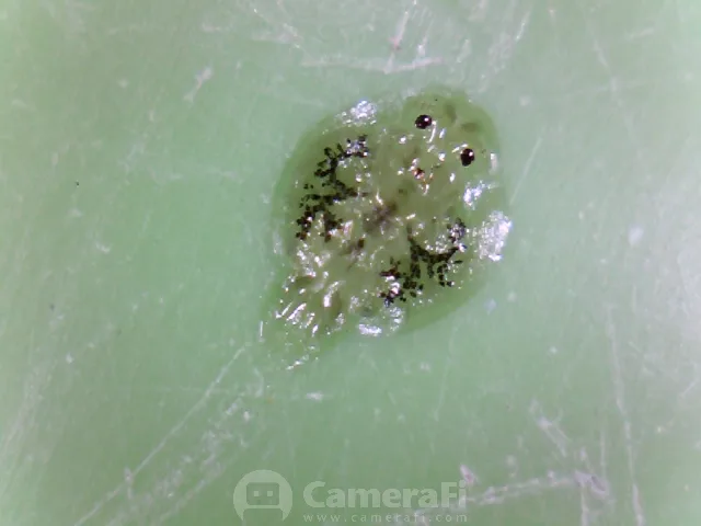 Close view of white spot disease organisms