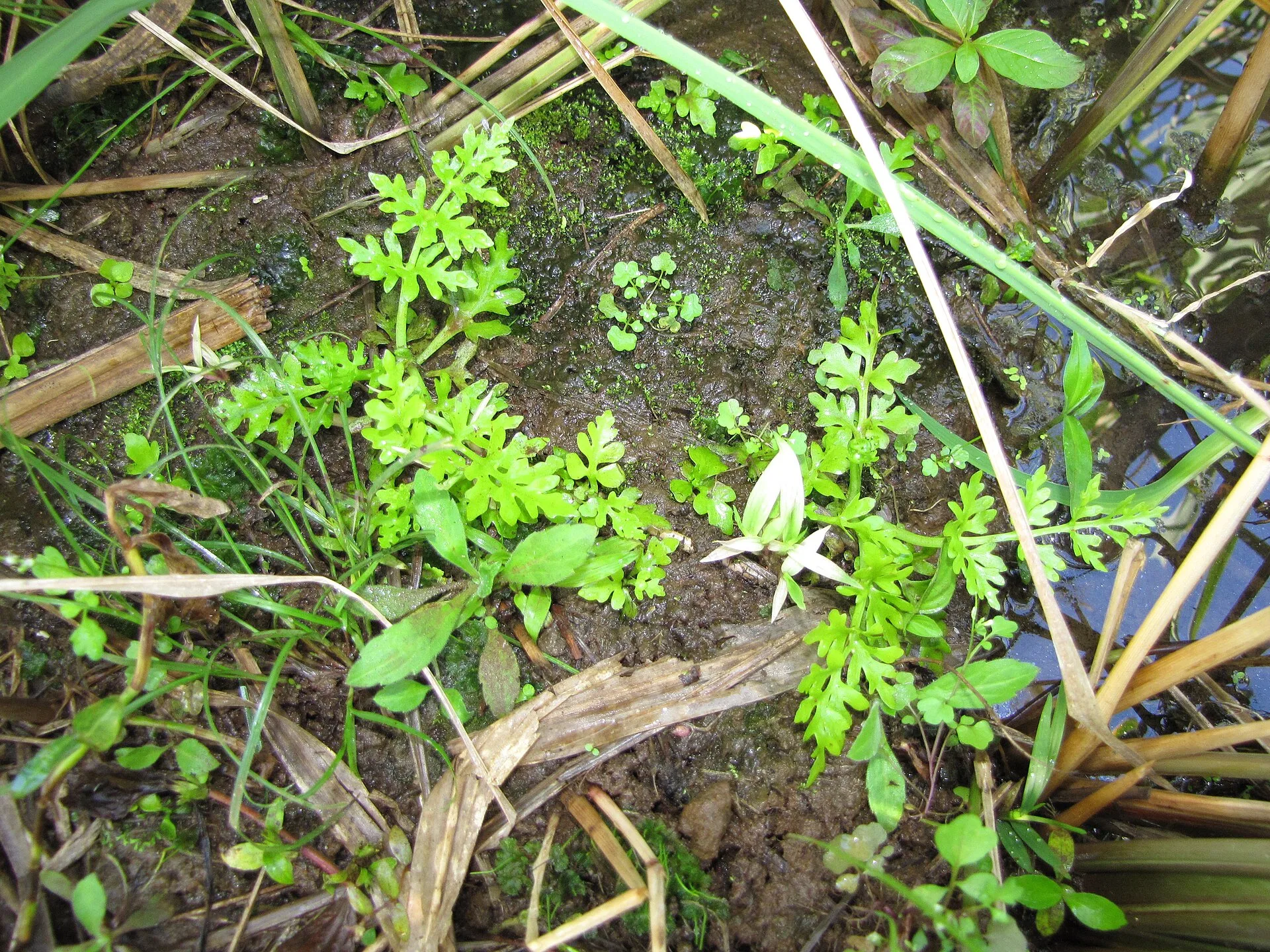 Indian Fern aquarium photo