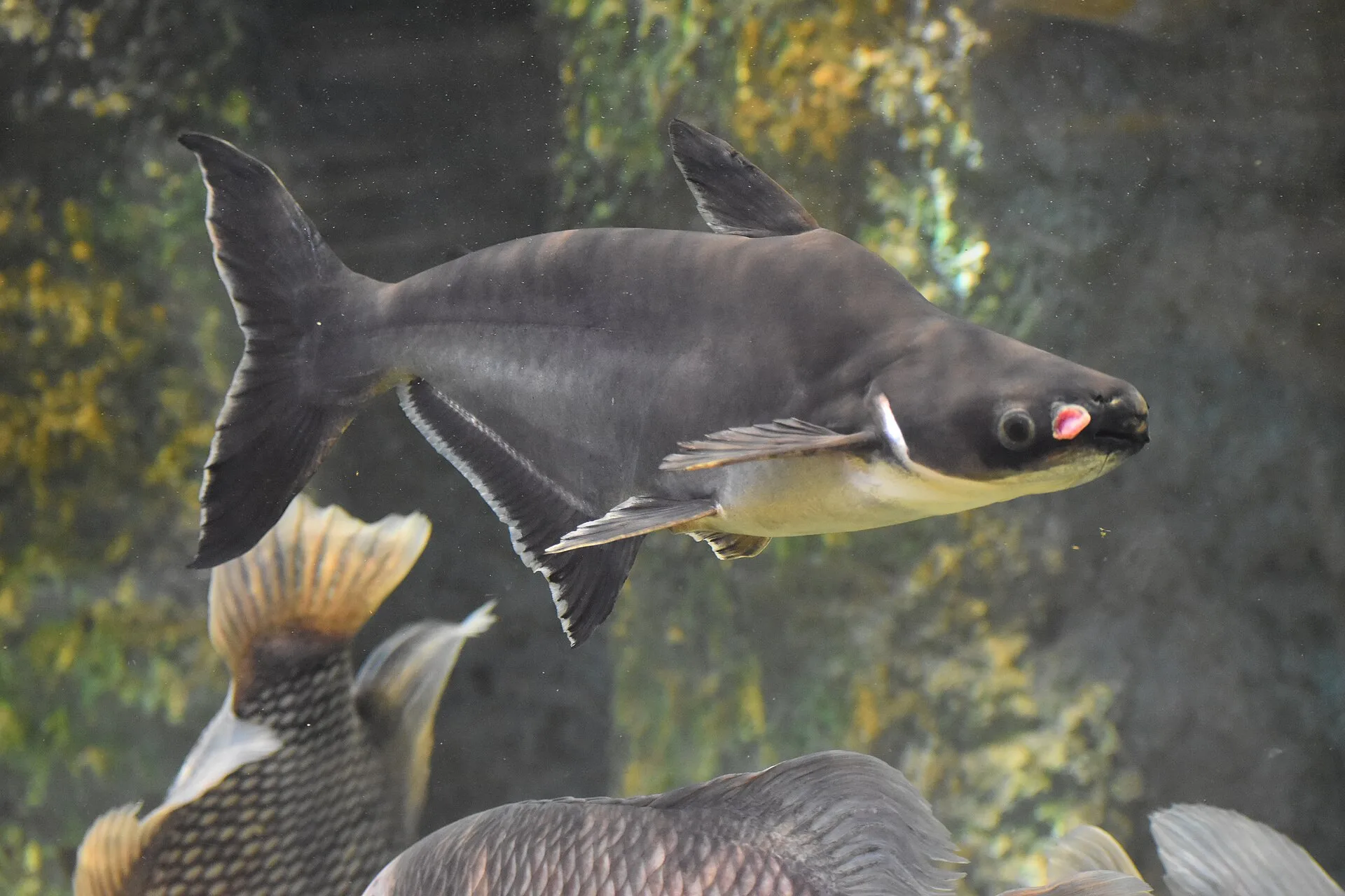 Iridescent Shark Catfish aquarium photo