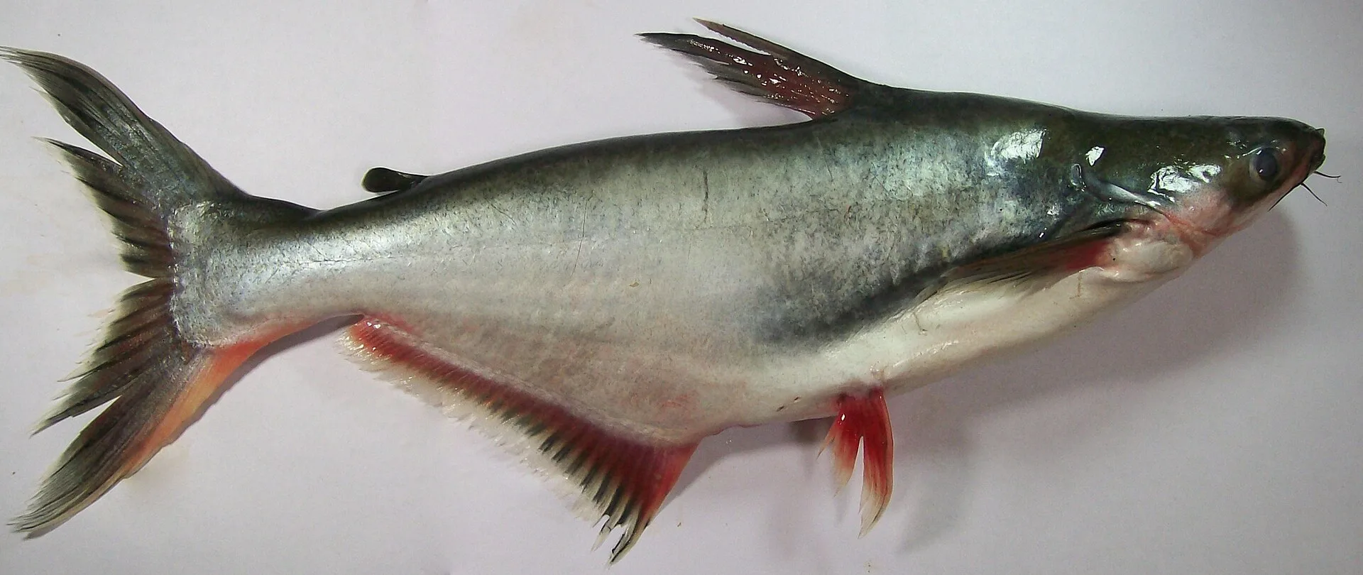 Iridescent Shark Catfish aquarium photo