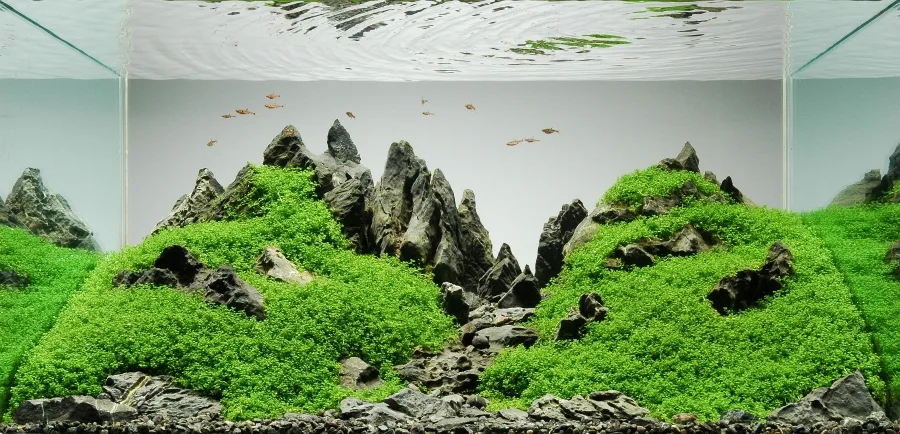 Iwagumi Aquascaping Style Guide