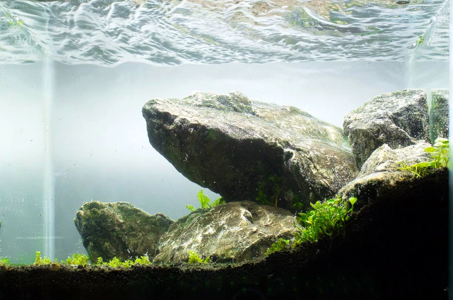 Iwagumi Aquascaping Style Guide