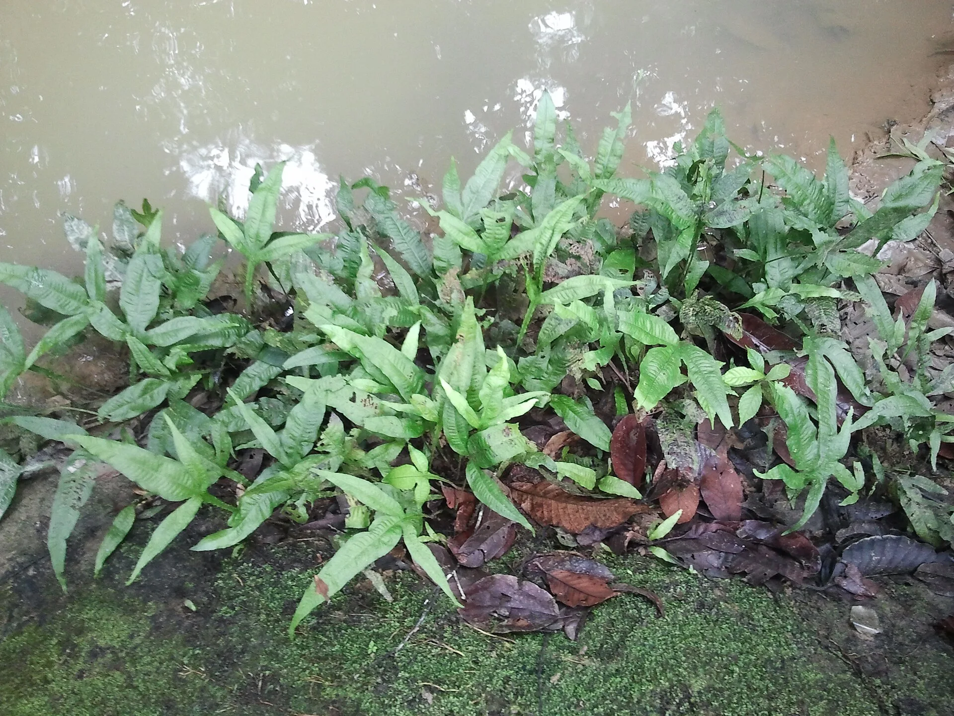 Java Fern aquarium photo