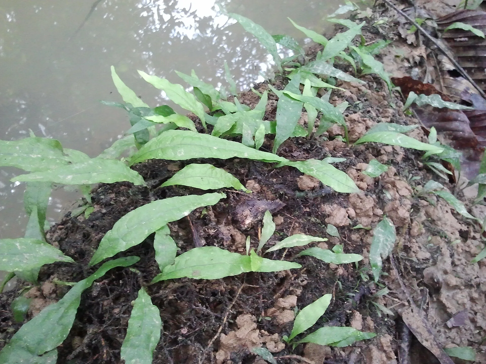 Java Fern aquarium photo