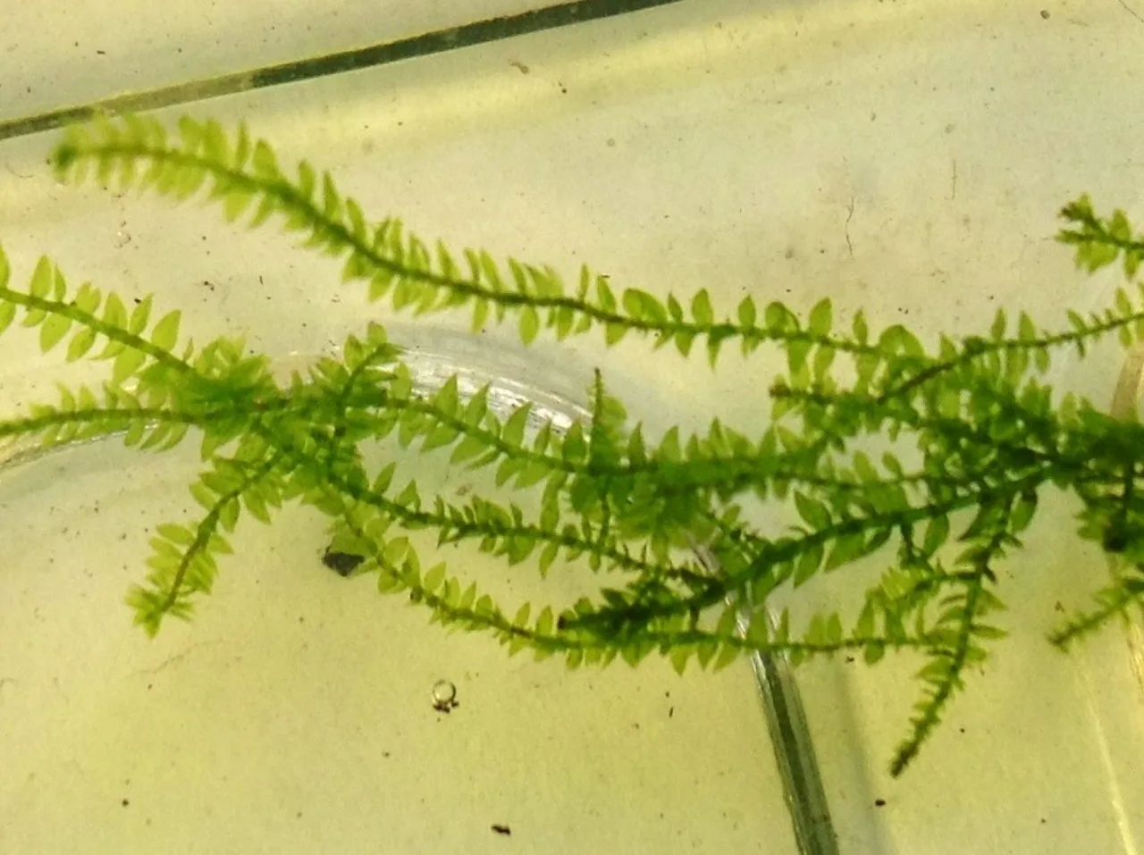 Java Moss in aquarium