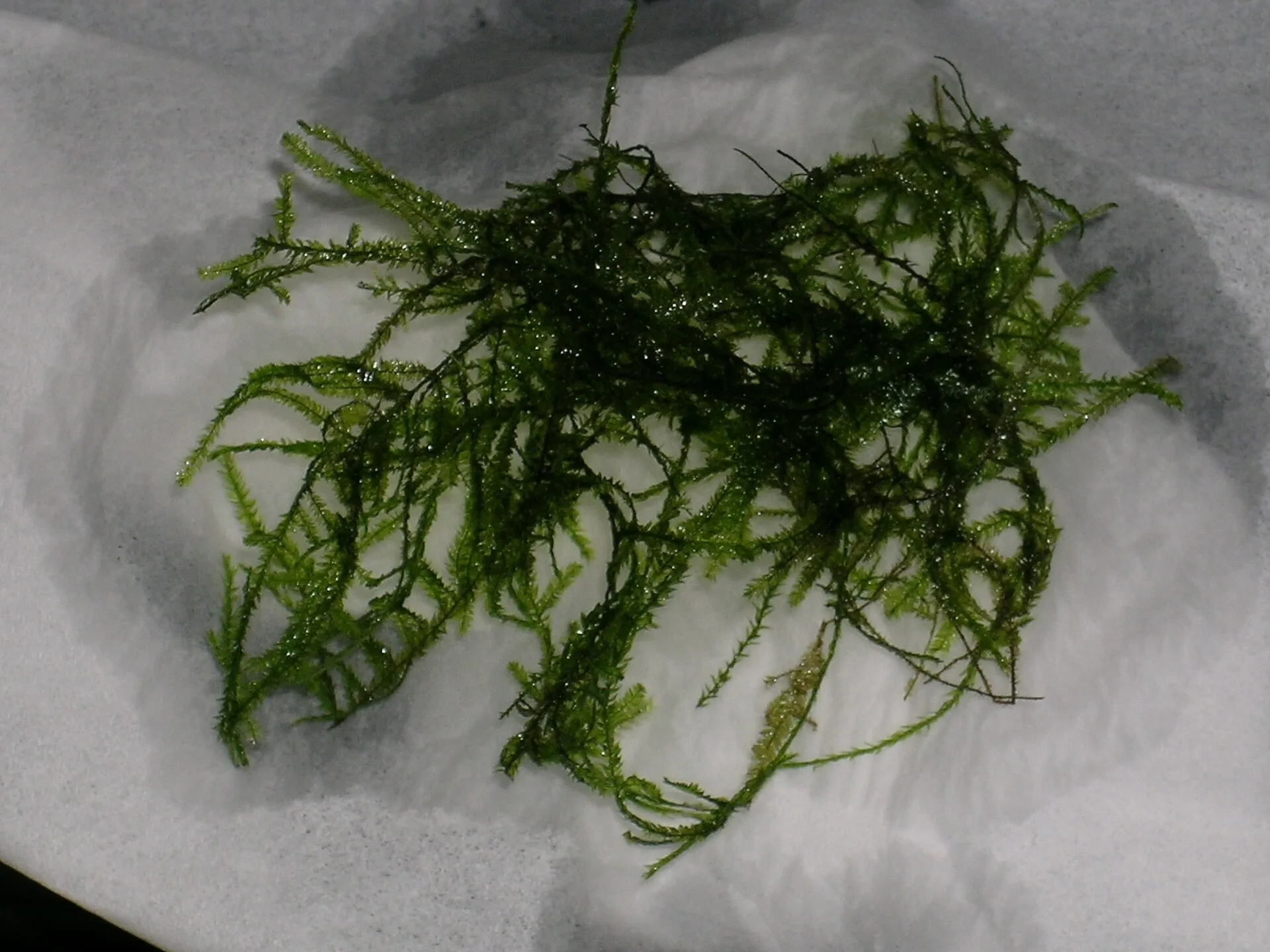 Close view of Java Moss (Taxiphyllum barbieri)