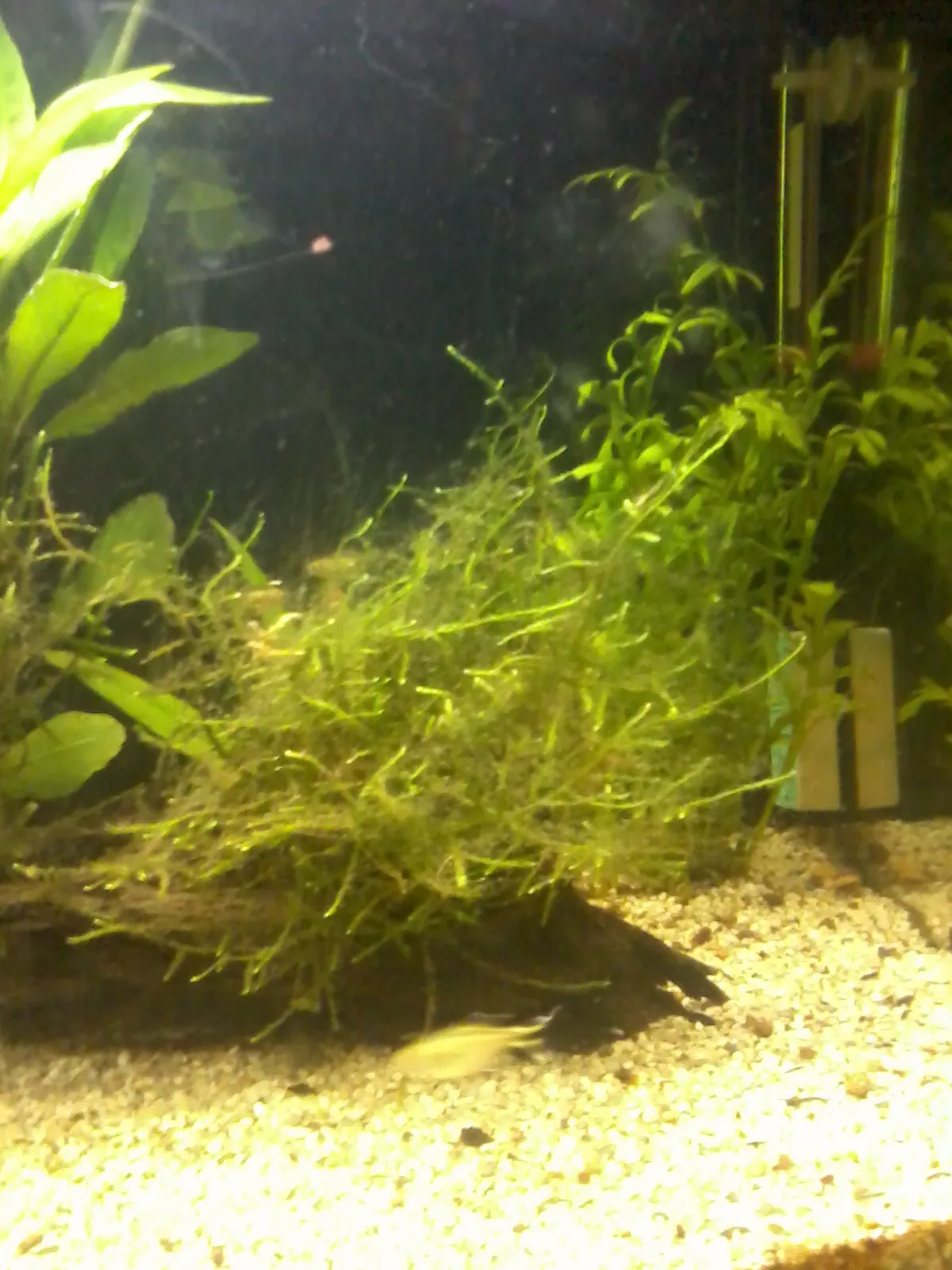 Java Moss natural colour and form