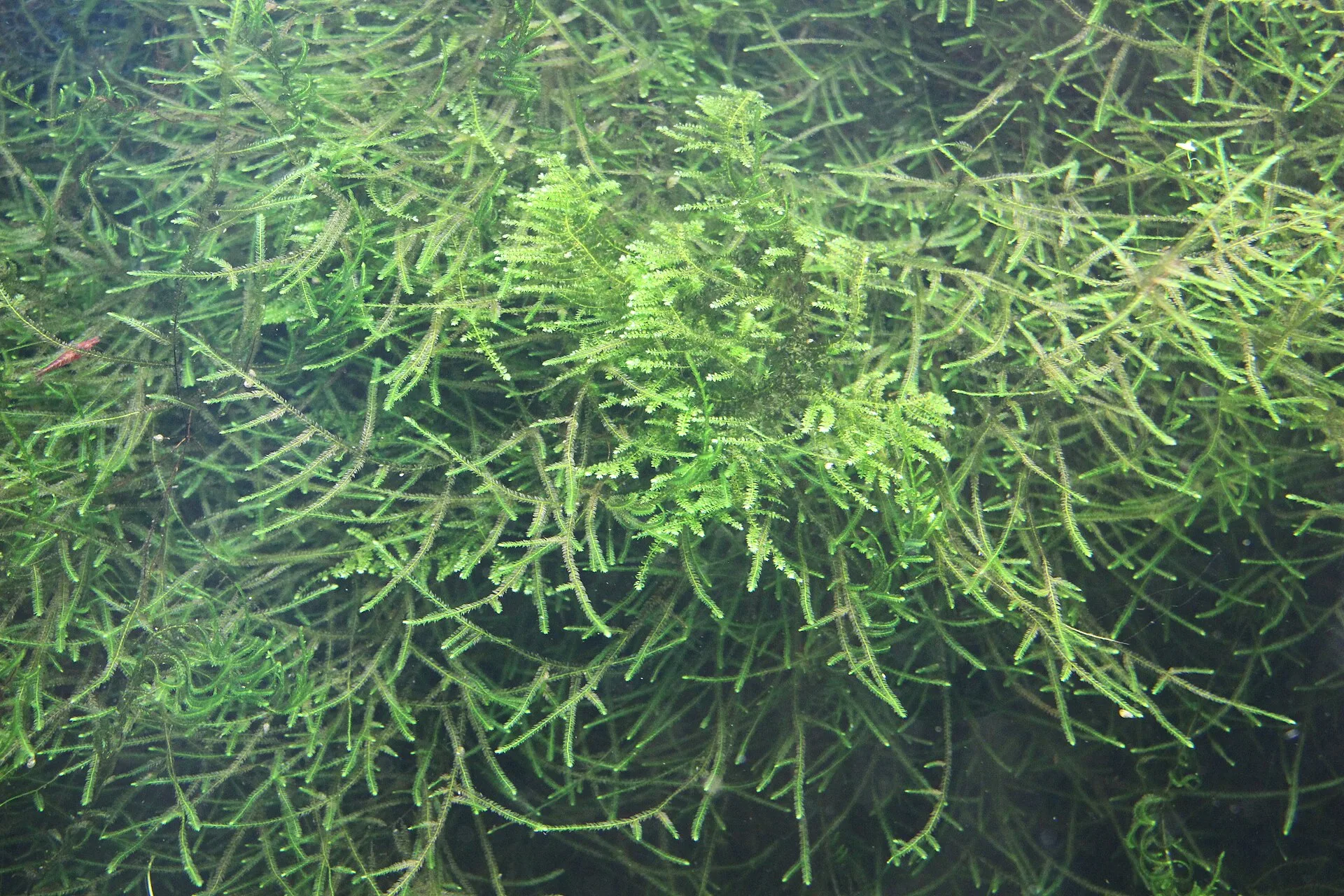 Java Moss (Taxiphyllum barbieri)