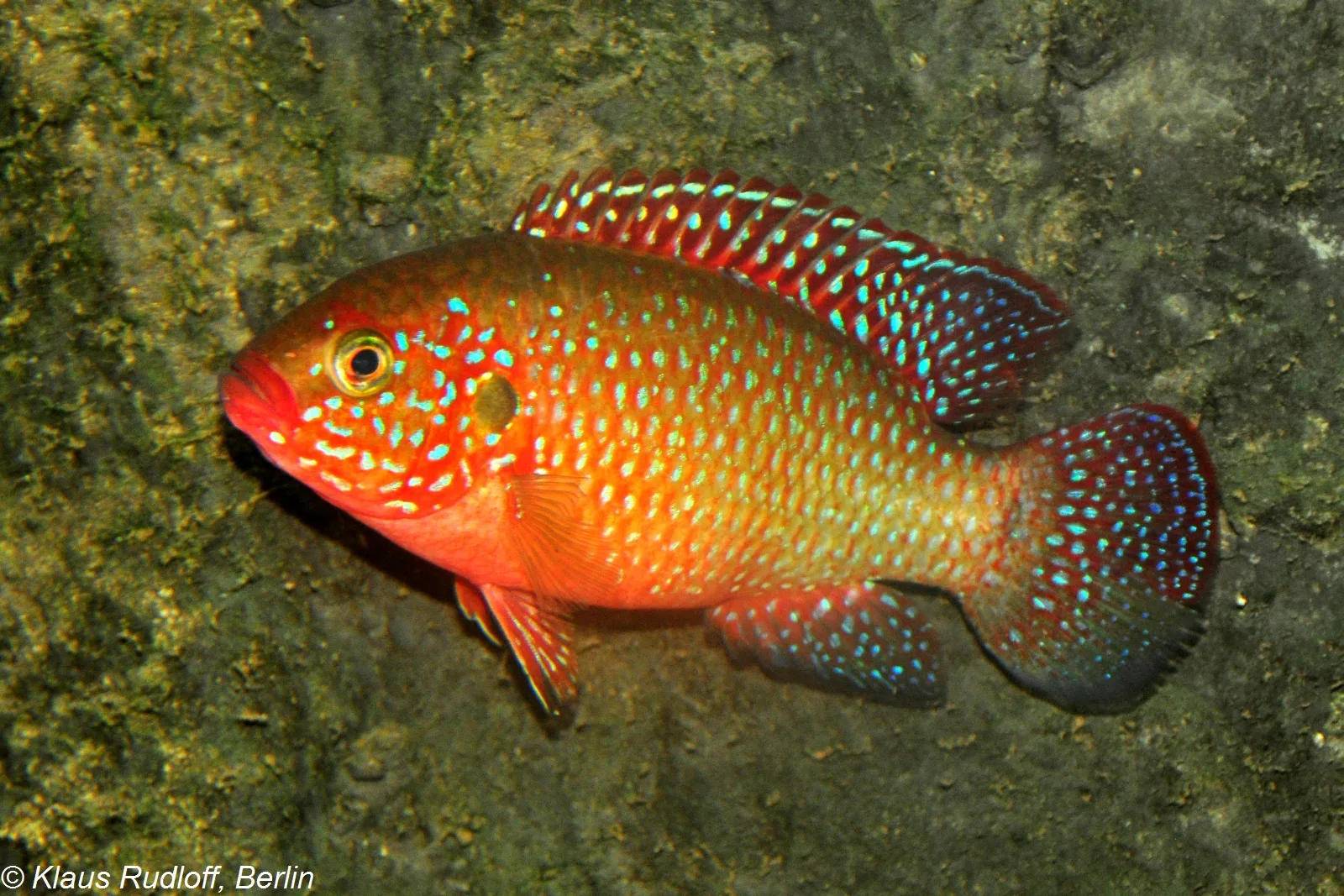 Jewel Cichlid aquarium photo