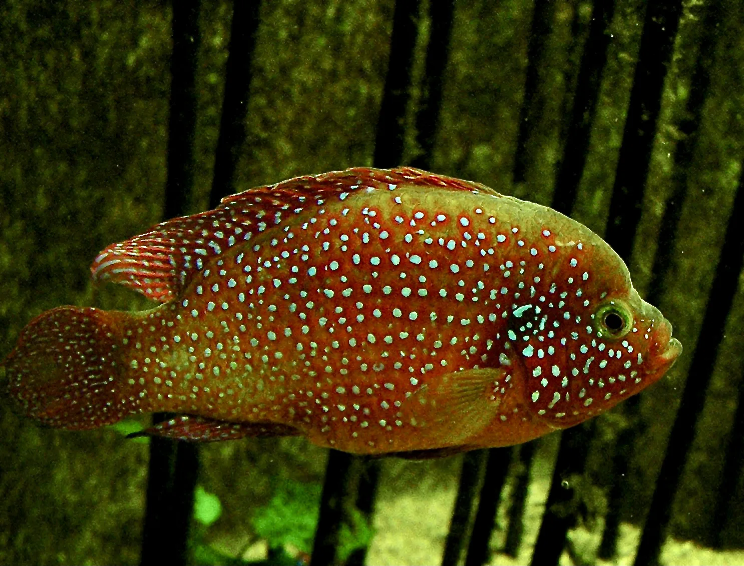 Jewel Cichlid aquarium photo