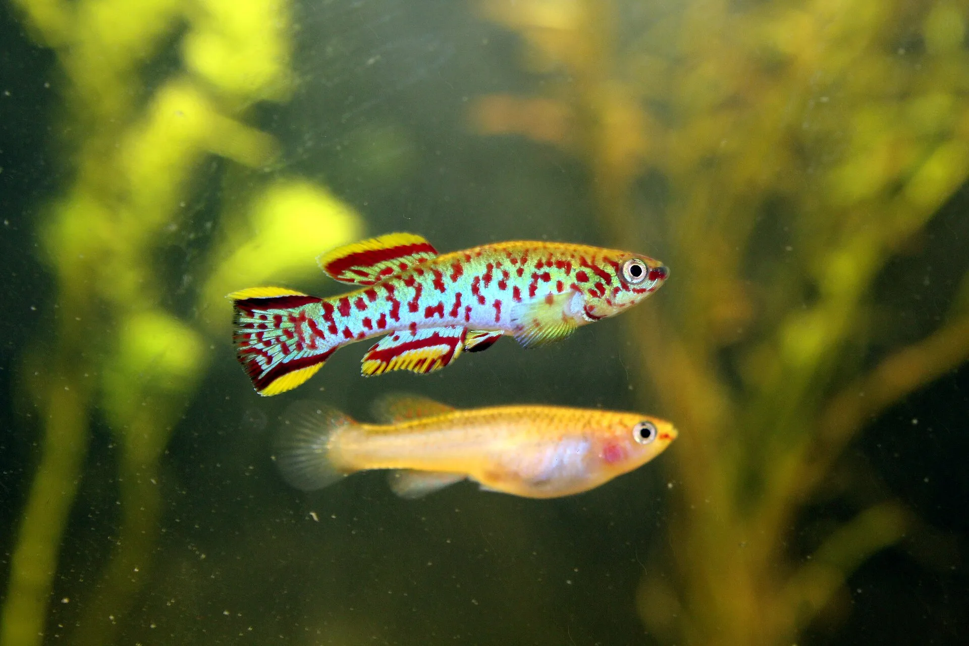 Killifish for Beginners