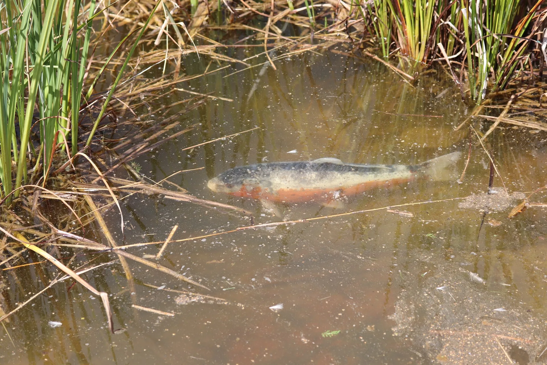 Koi Carp aquarium photo
