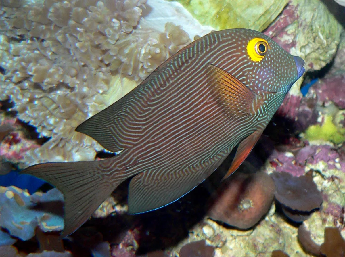 Kole Tang on a coral reef
