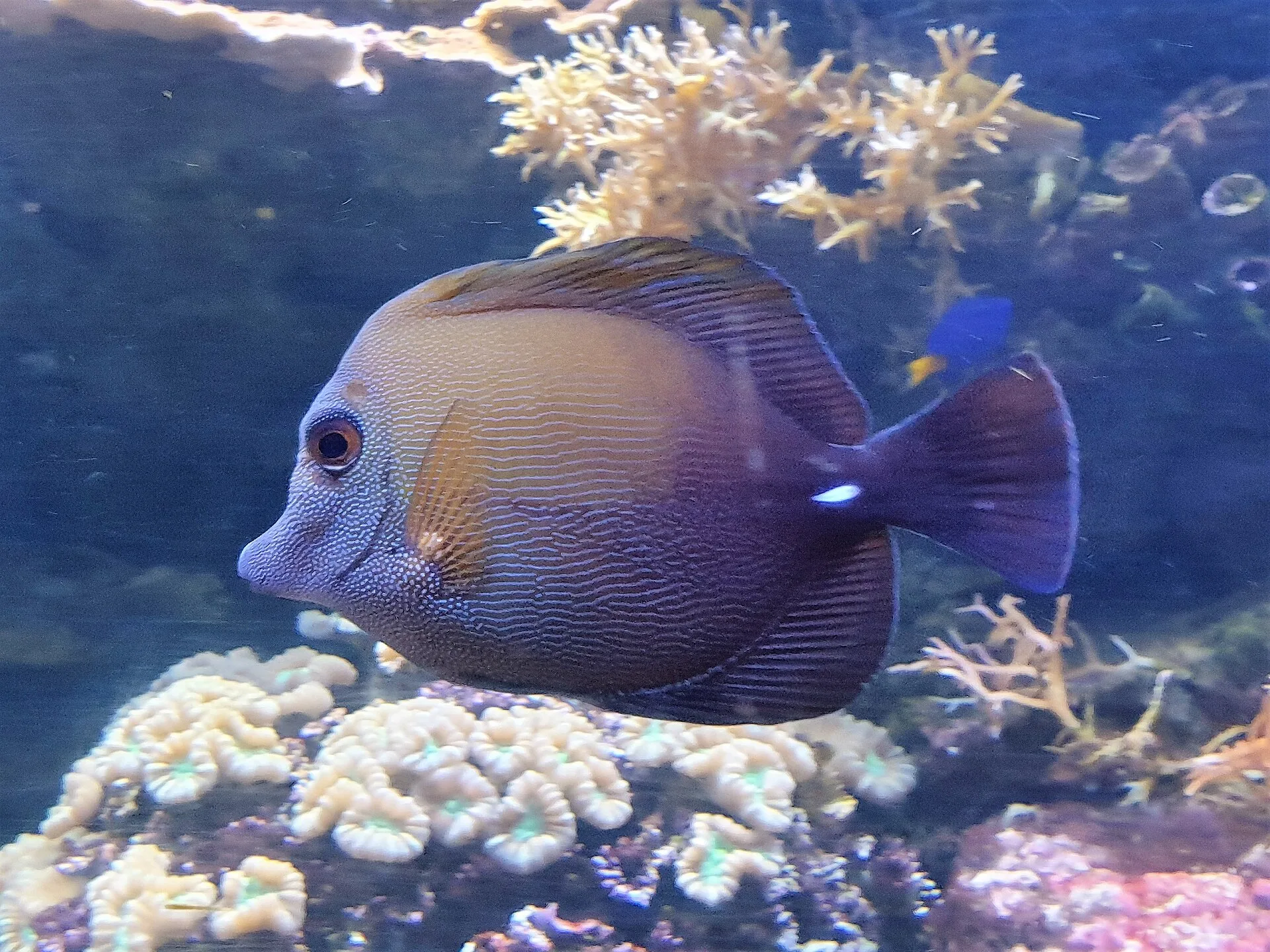 Close view of Kole Tang (Ctenochaetus strigosus)
