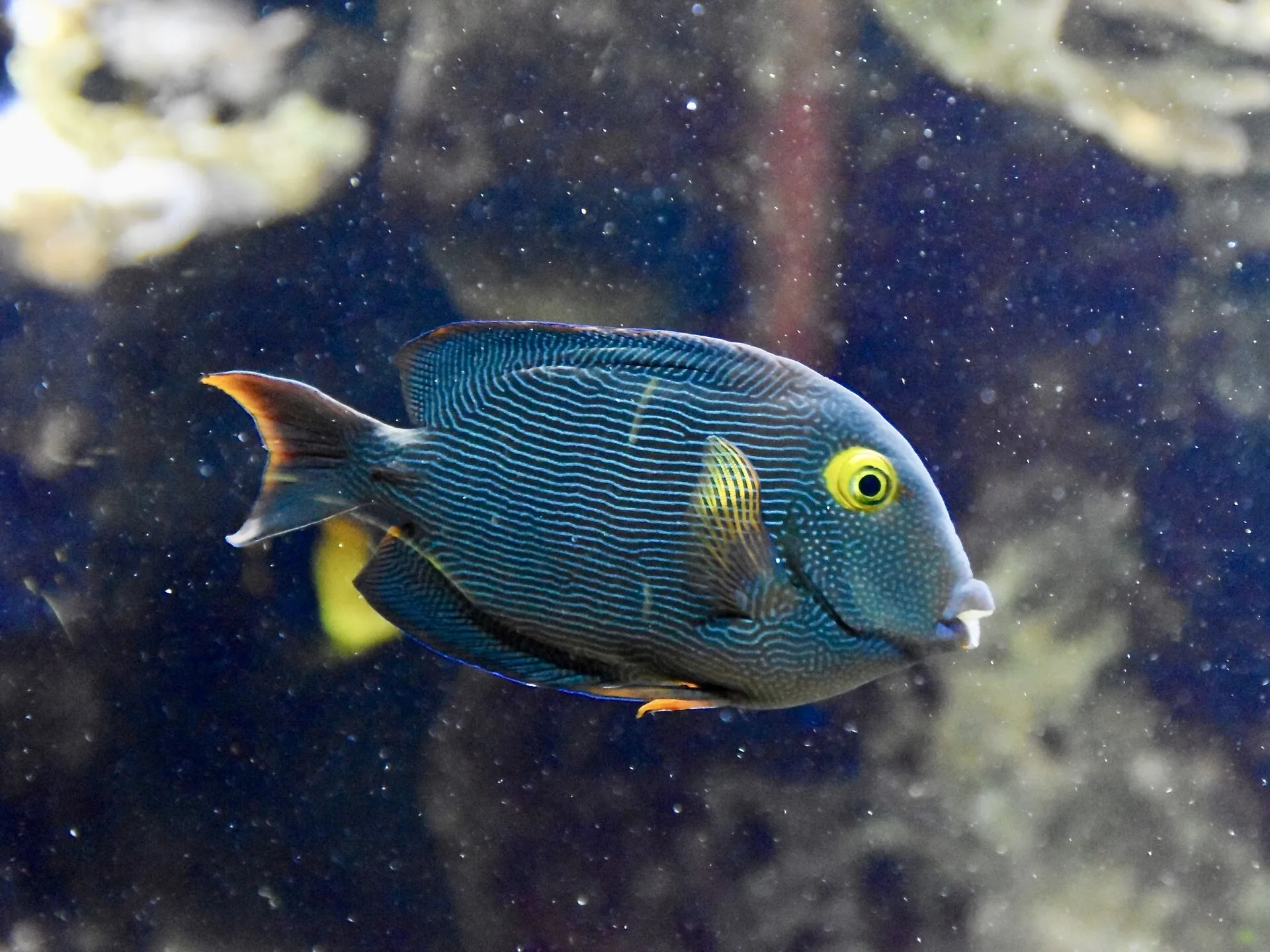 Kole Tang showing natural colour