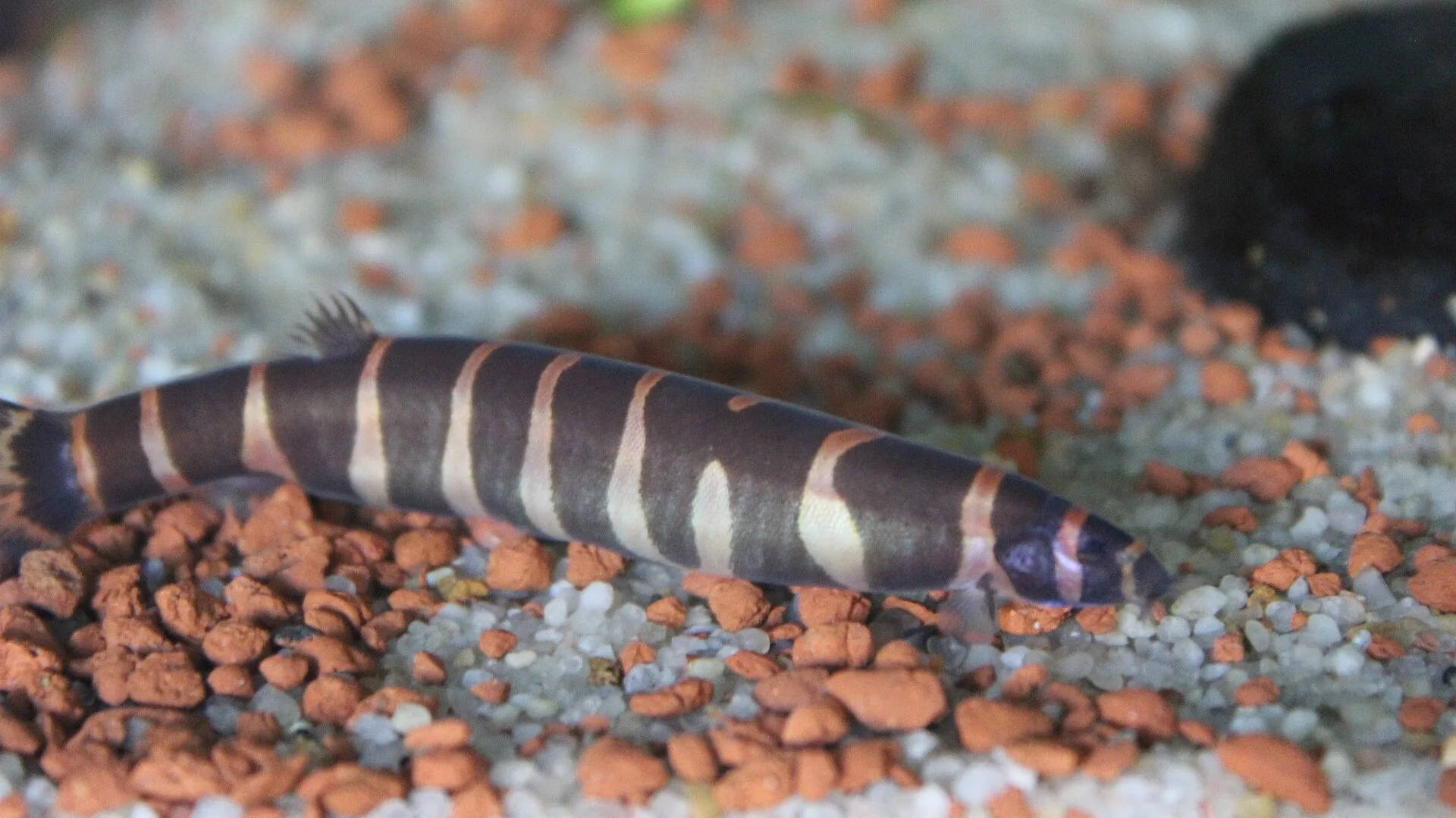 Kuhli Loach aquarium photo