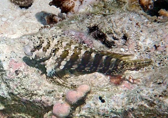 Lawnmower Blenny (Salarias fasciatus)