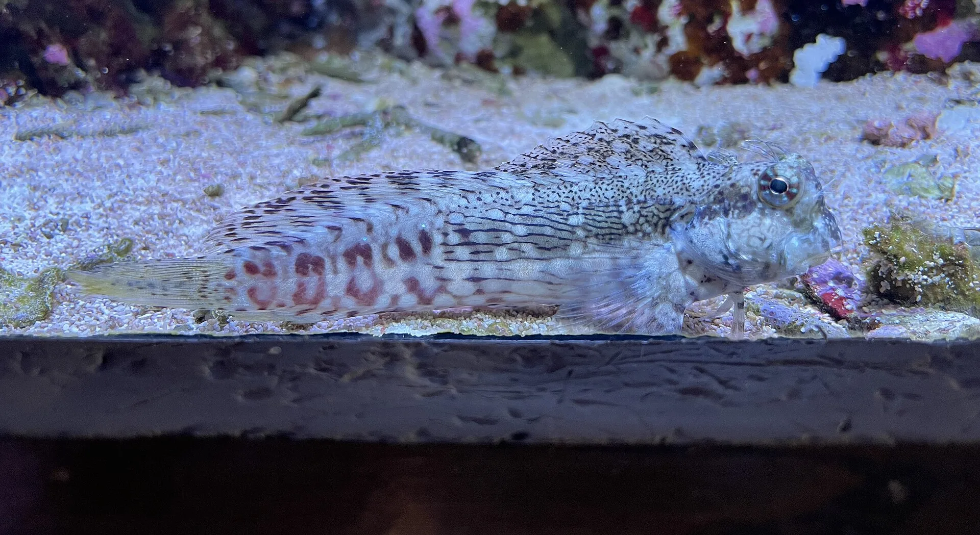 Close view of Lawnmower Blenny (Salarias fasciatus)