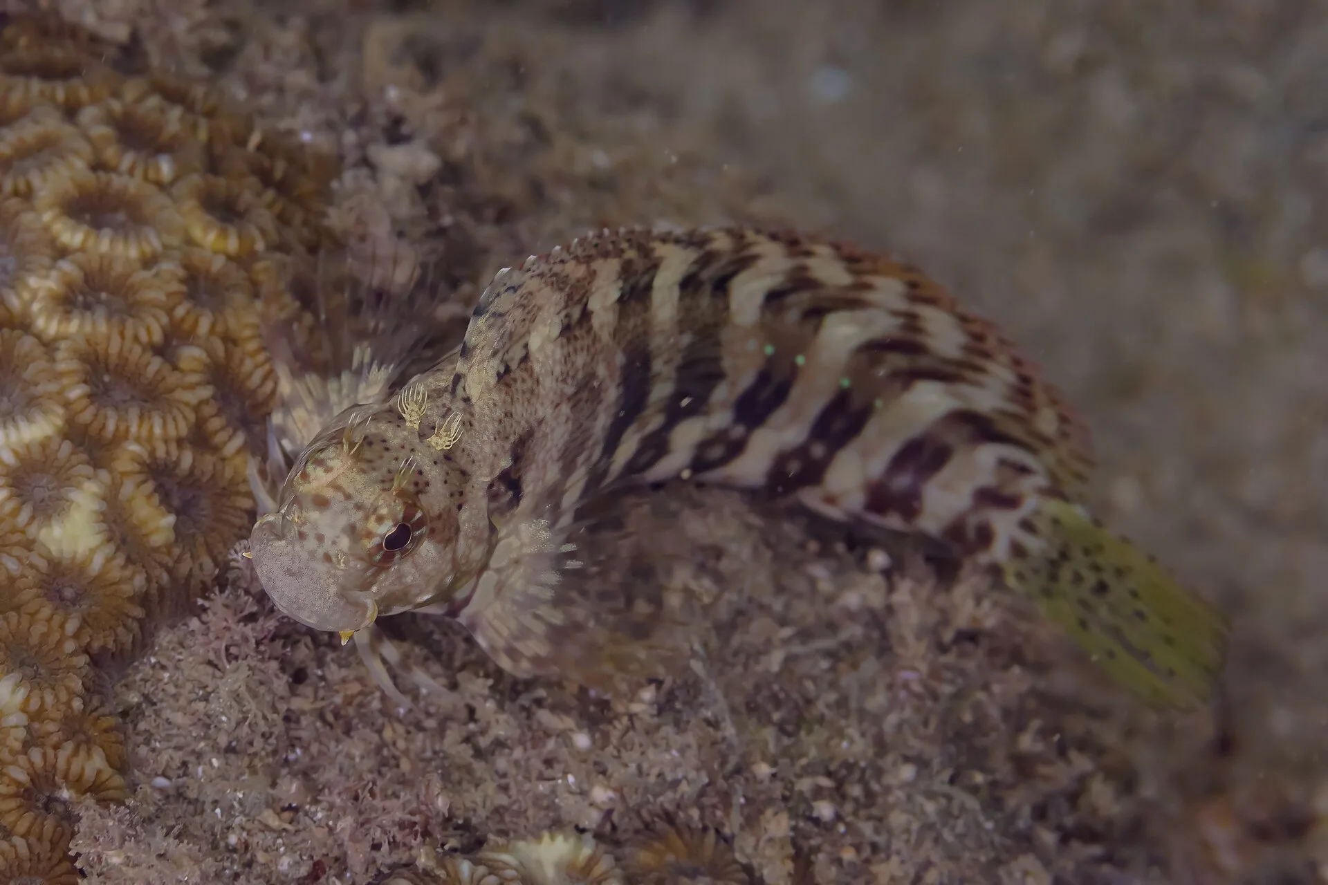 Lawnmower Blenny showing natural colour