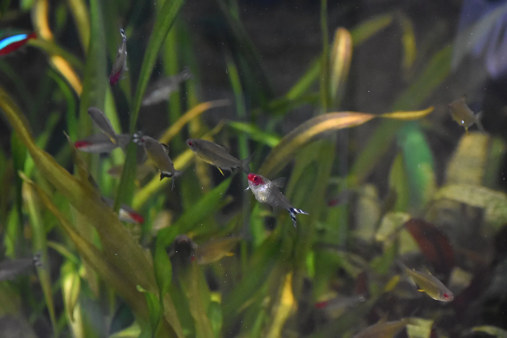 Lemon Tetra natural colour and form