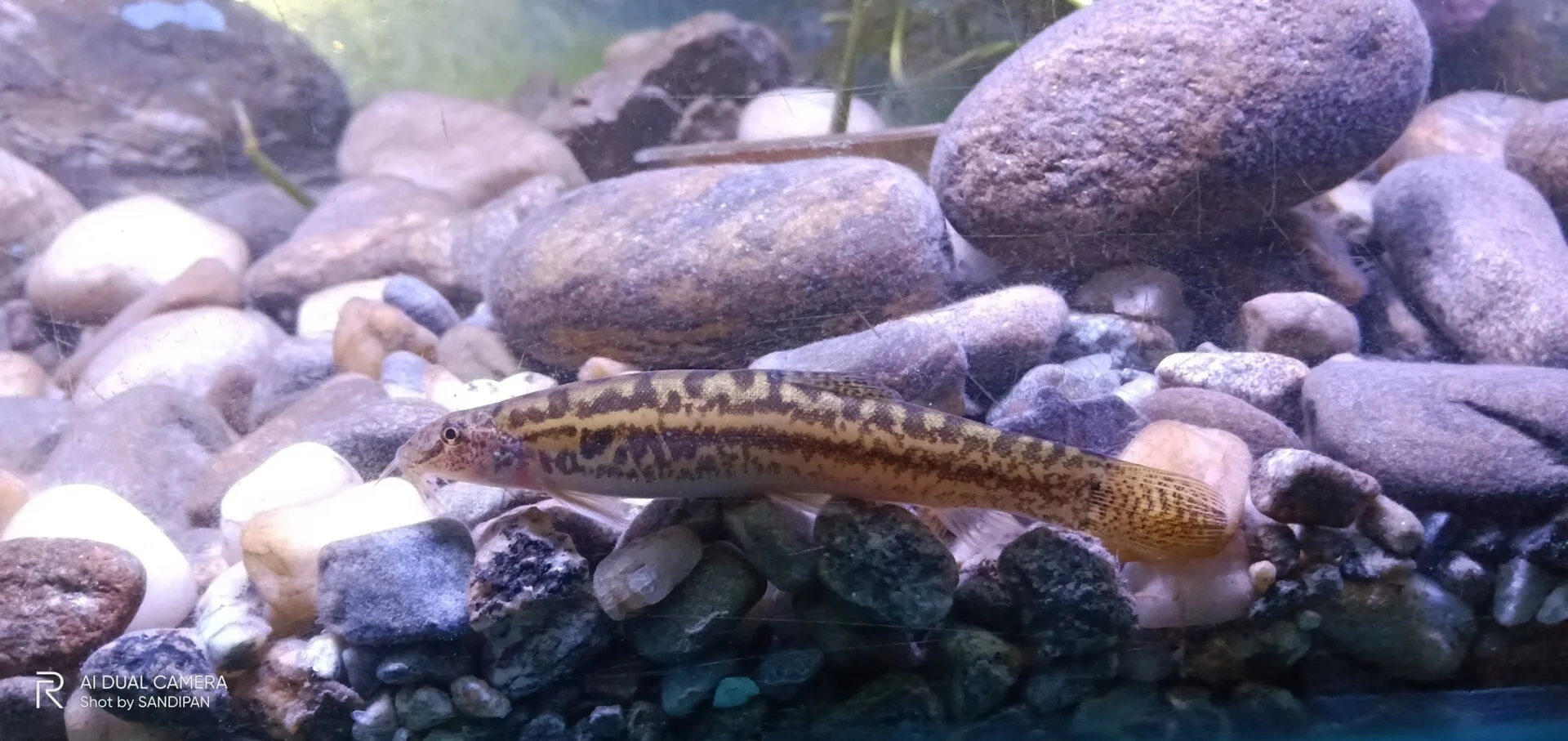 Lesser Katy Loach aquarium photo