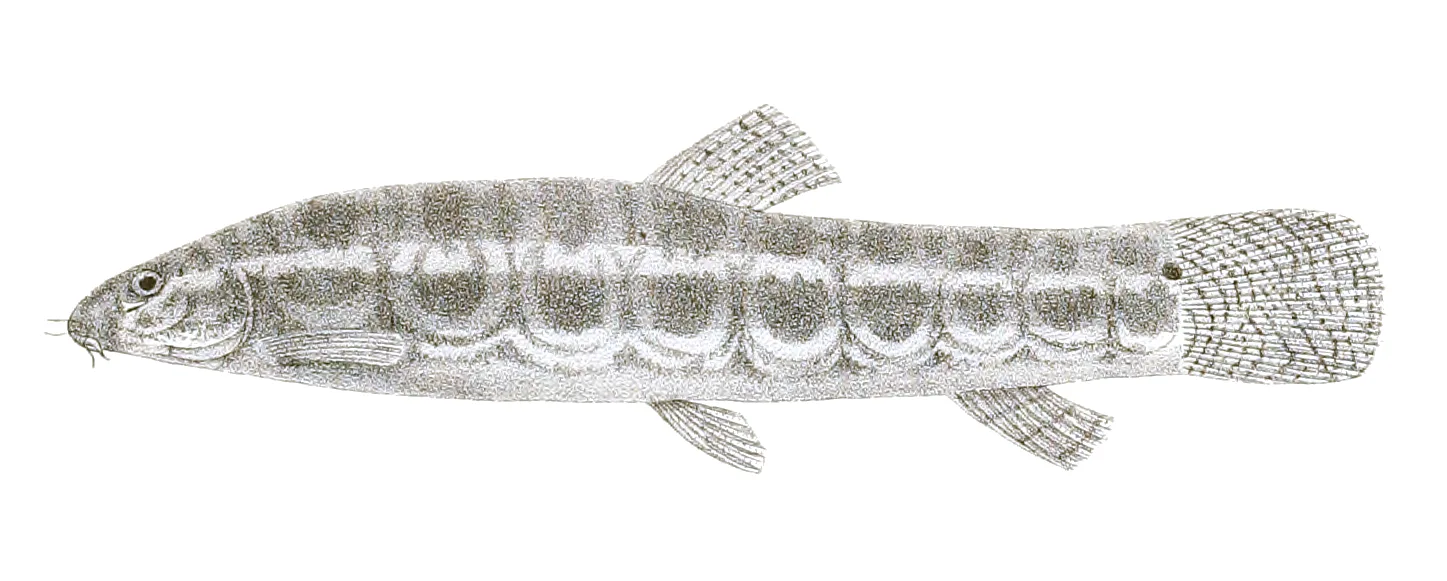 Lesser Katy Loach aquarium photo