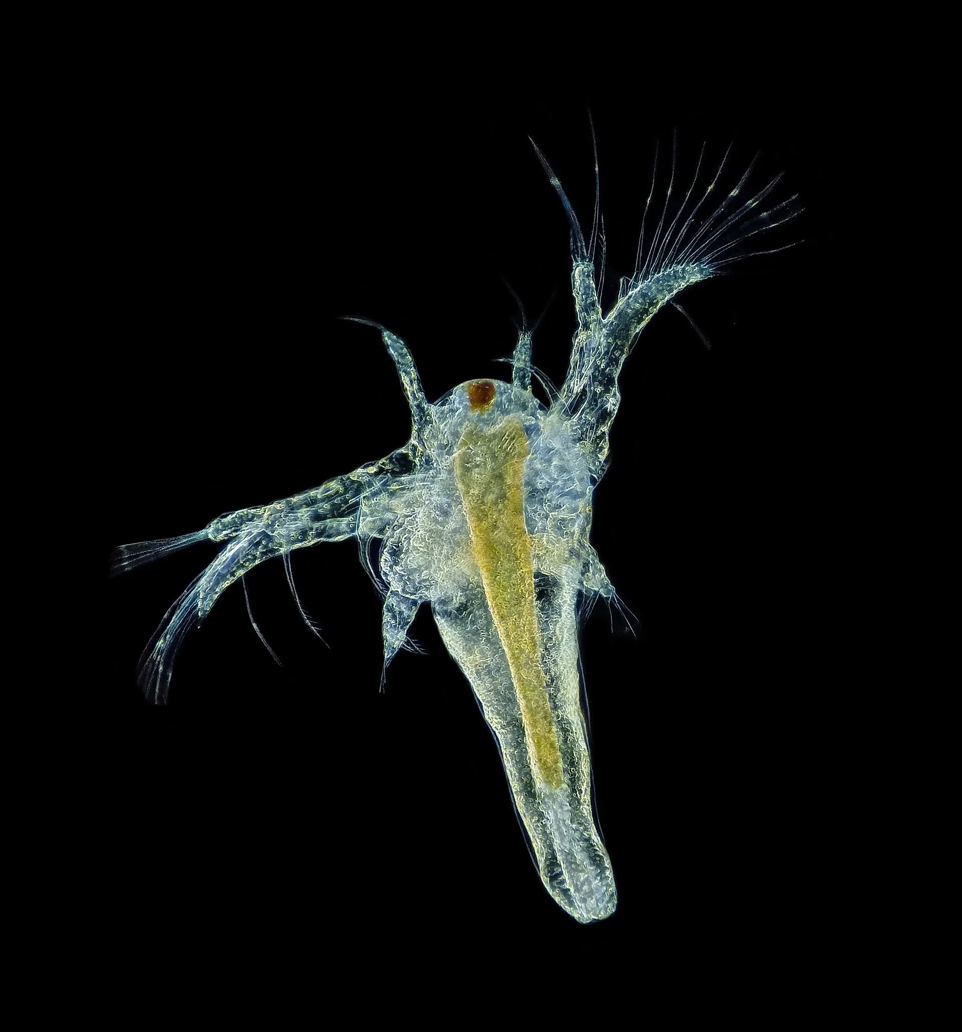 Aquatic invertebrates used as live foods