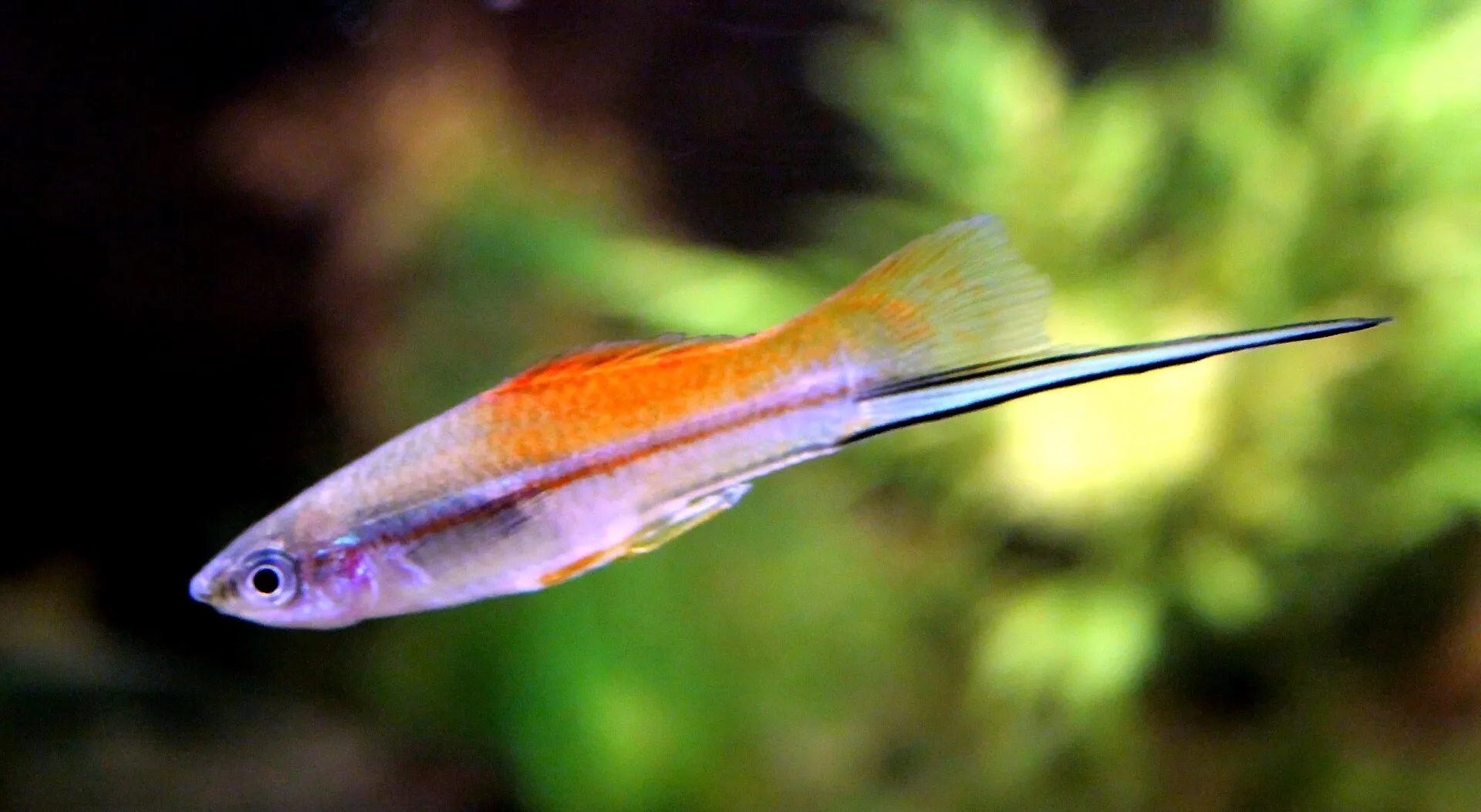 Livebearers Overview Guide