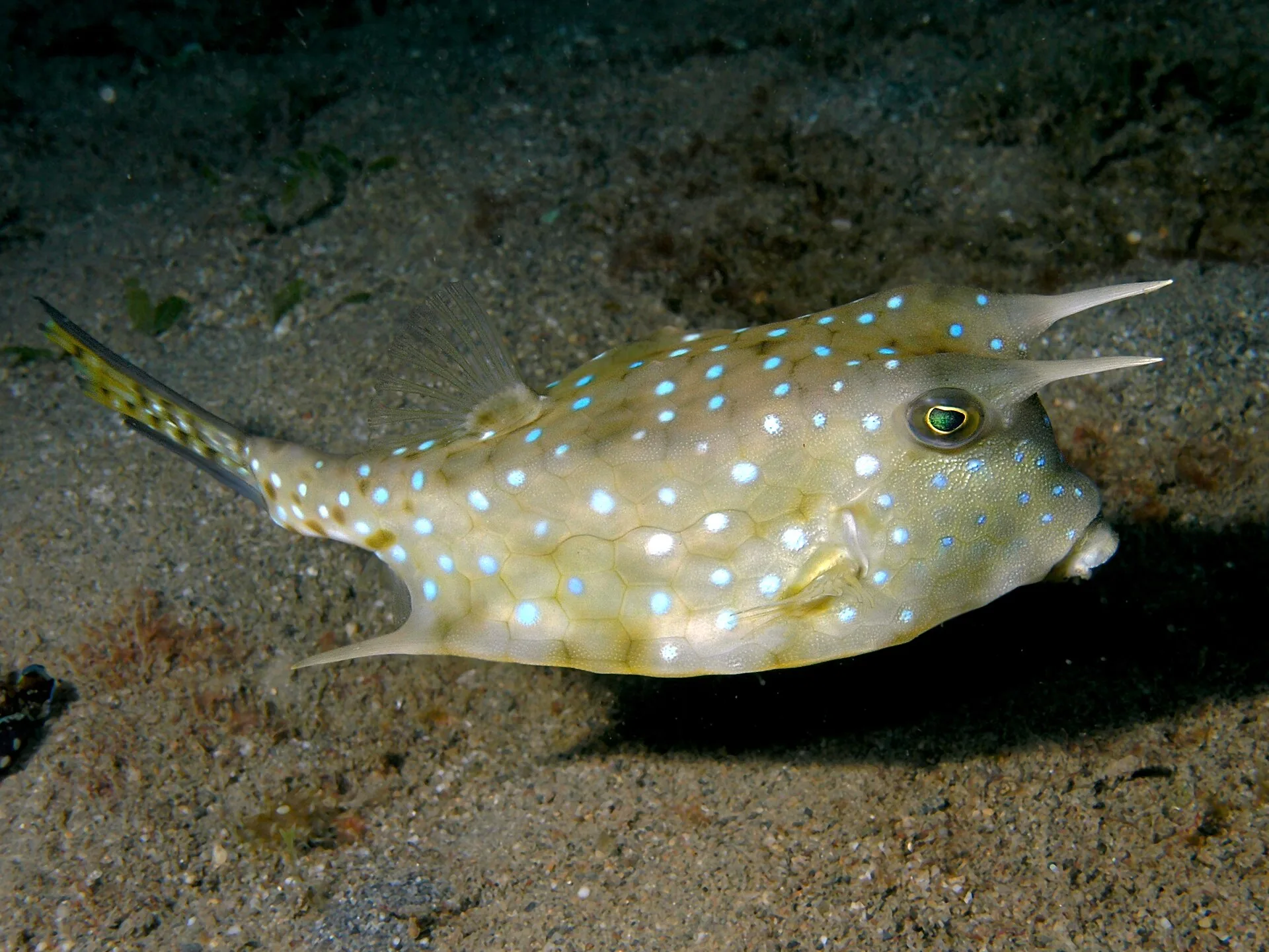 Longhorn Cowfish aquarium photo
