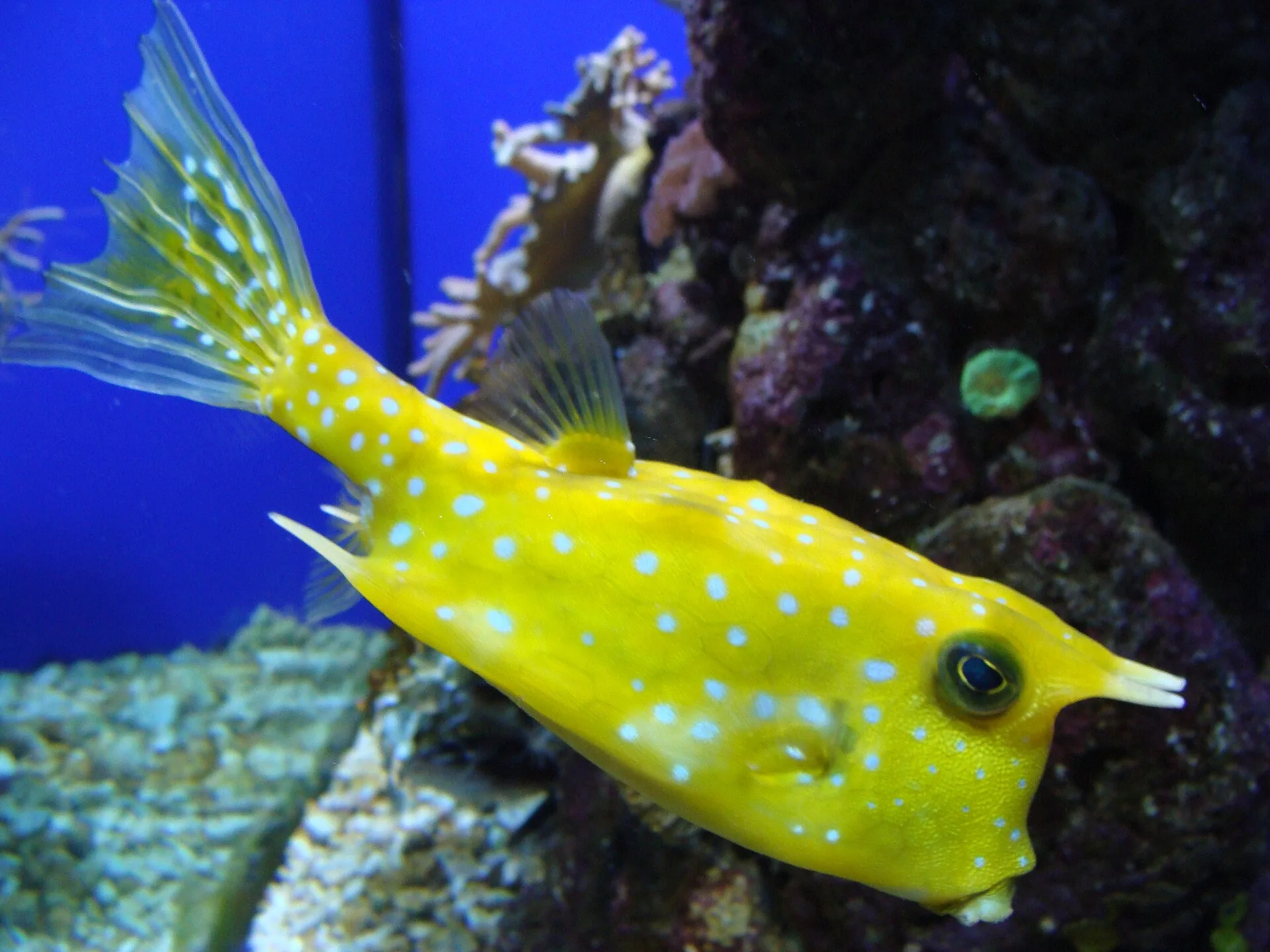 Longhorn Cowfish aquarium photo
