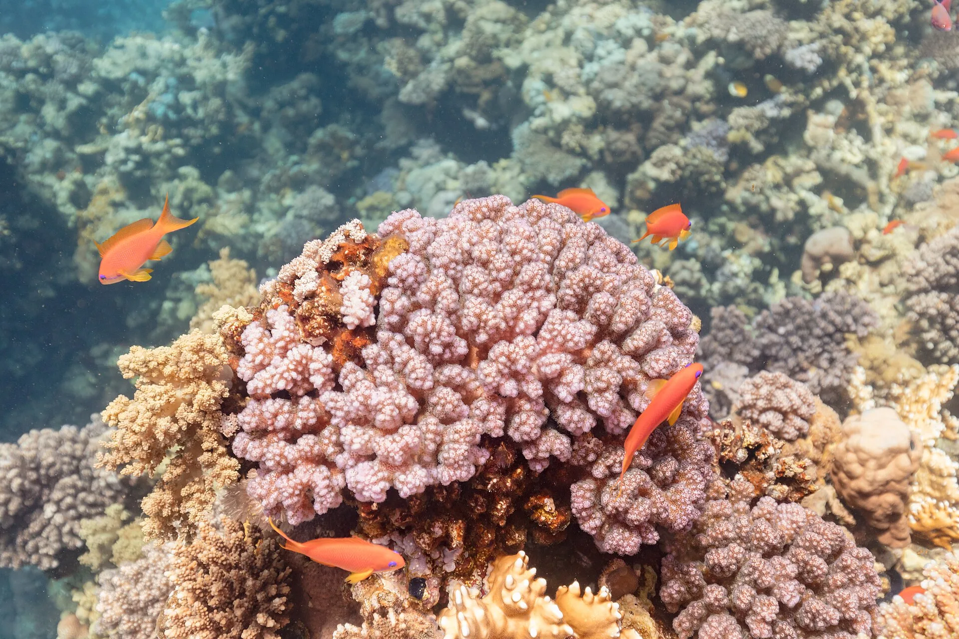 Lyretail Anthias (Pseudanthias squamipinnis)