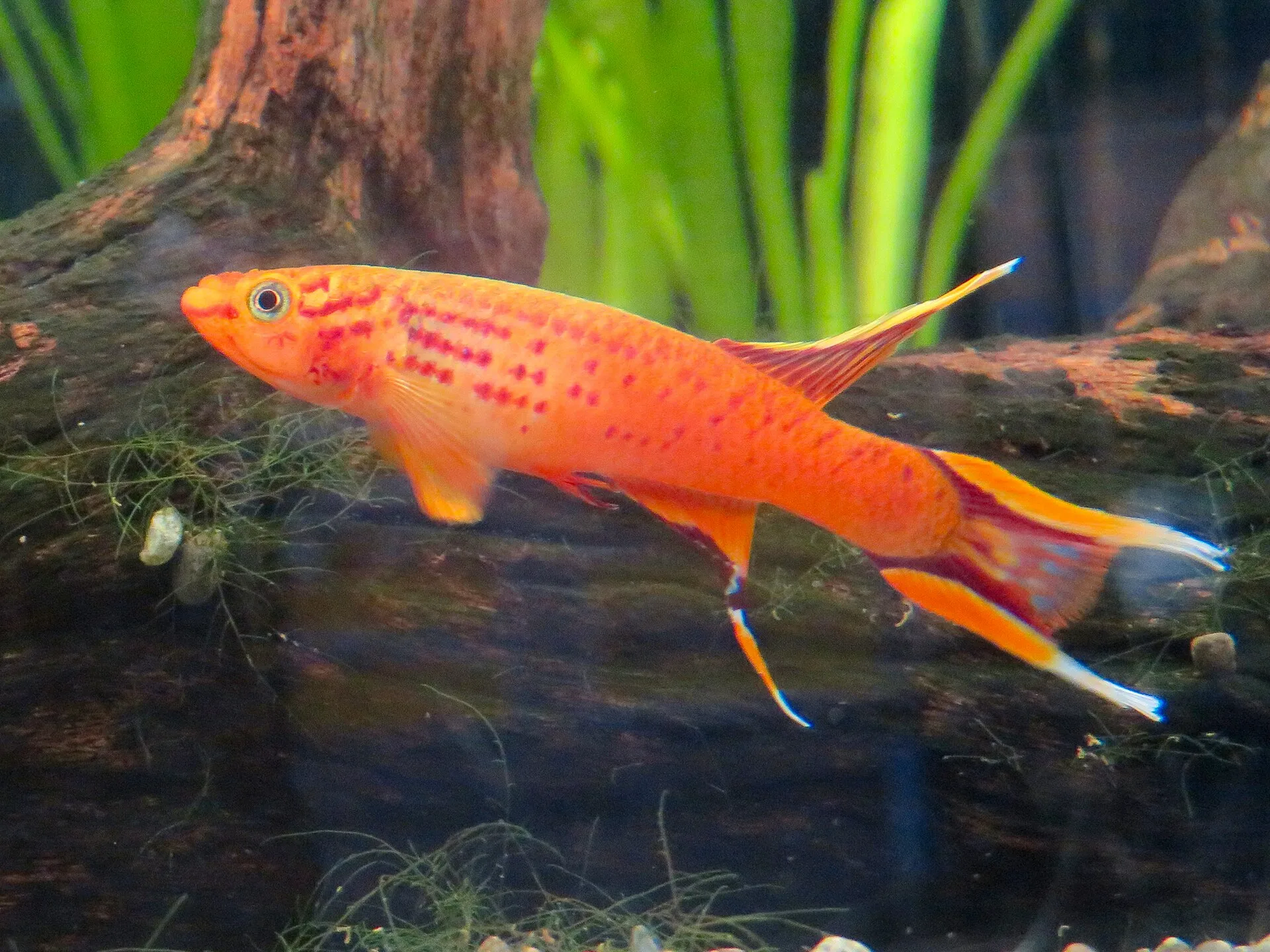 Lyretail Killifish aquarium photo