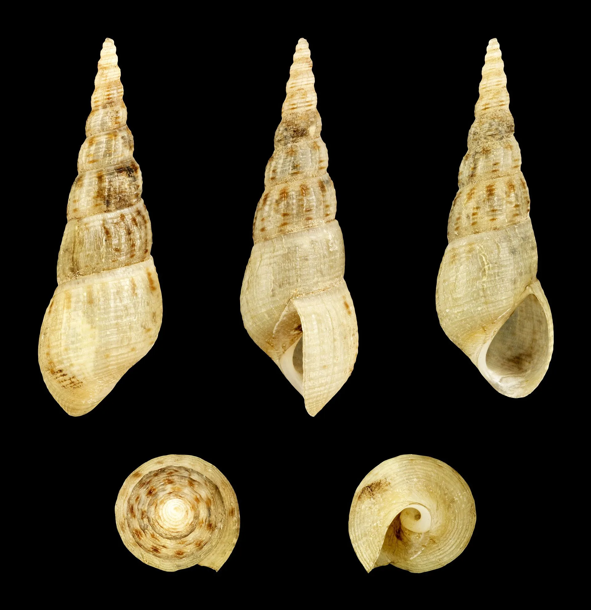 Malaysian Trumpet Snail (Melanoides tuberculata)