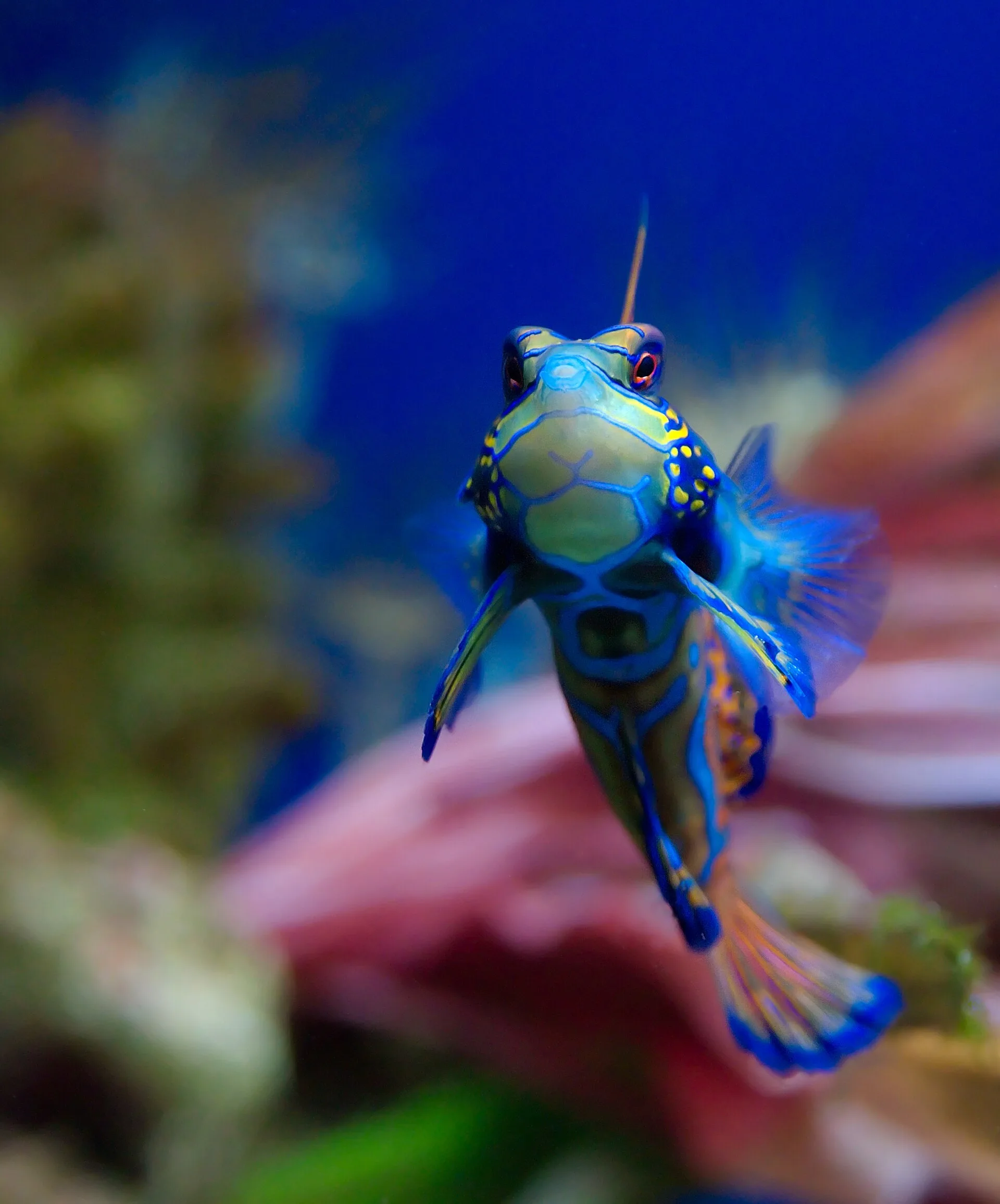 Mandarin Dragonet aquarium photo