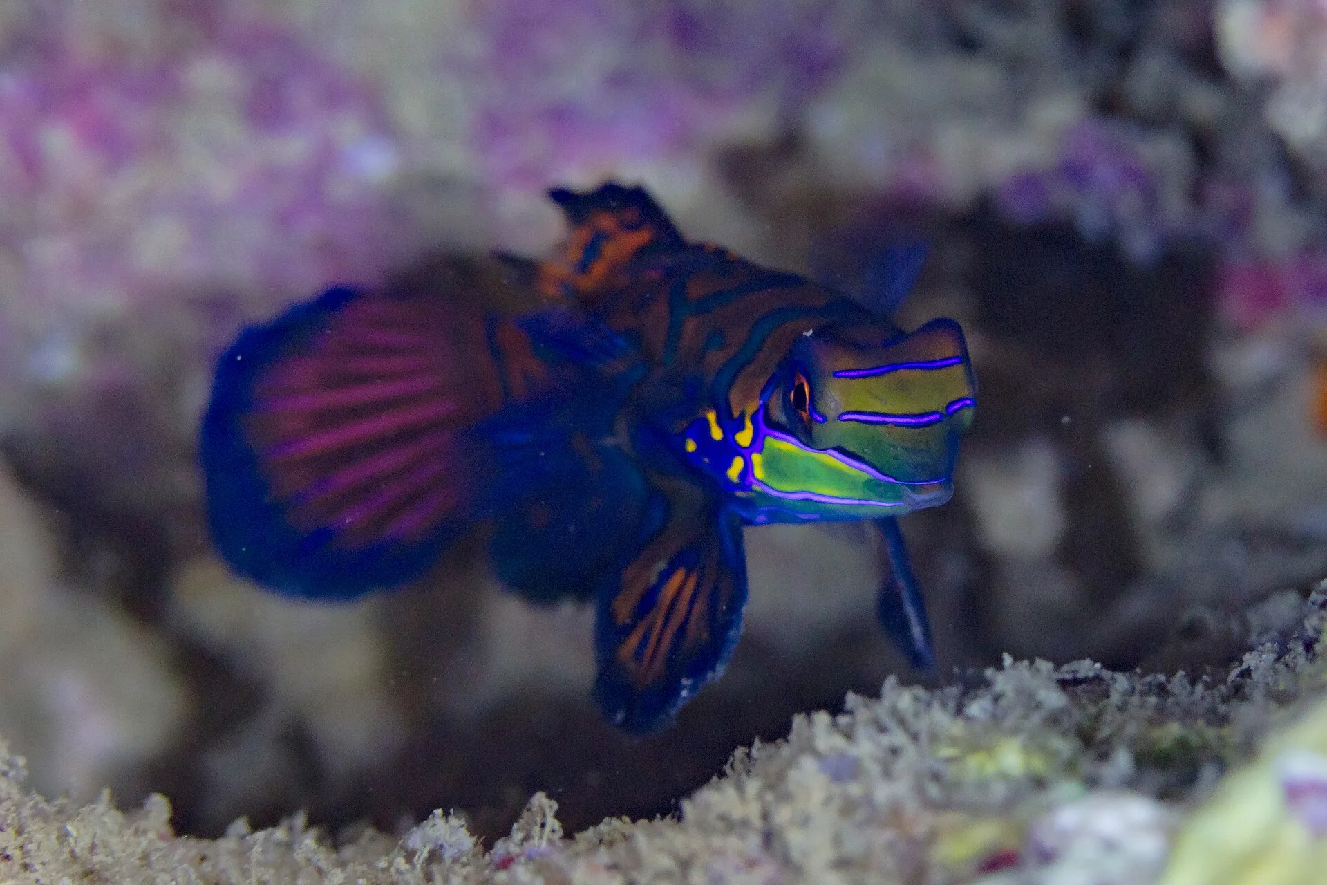 Mandarin Dragonet aquarium photo