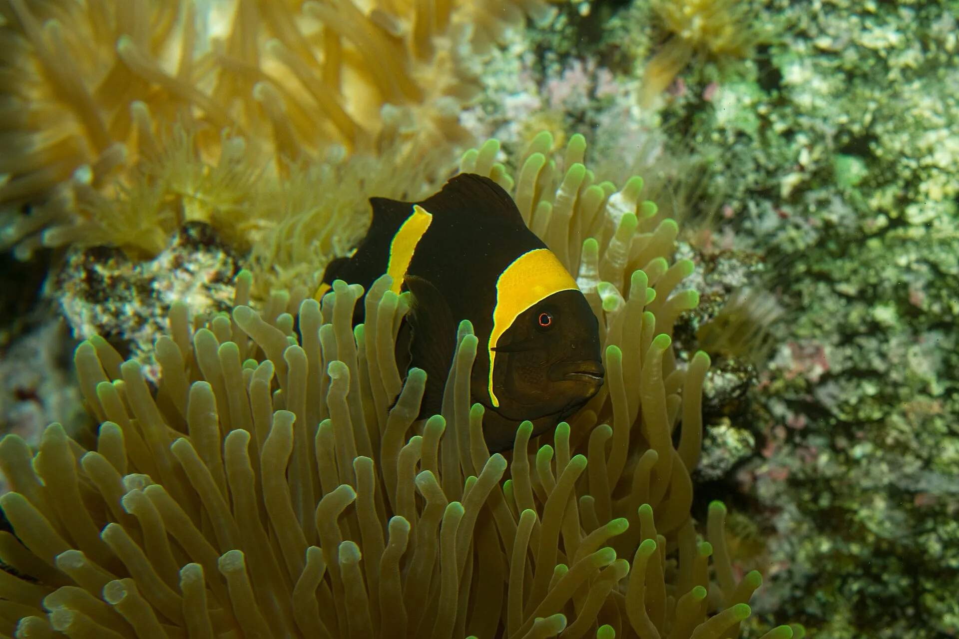 Maroon Clownfish (Premnas biaculeatus)