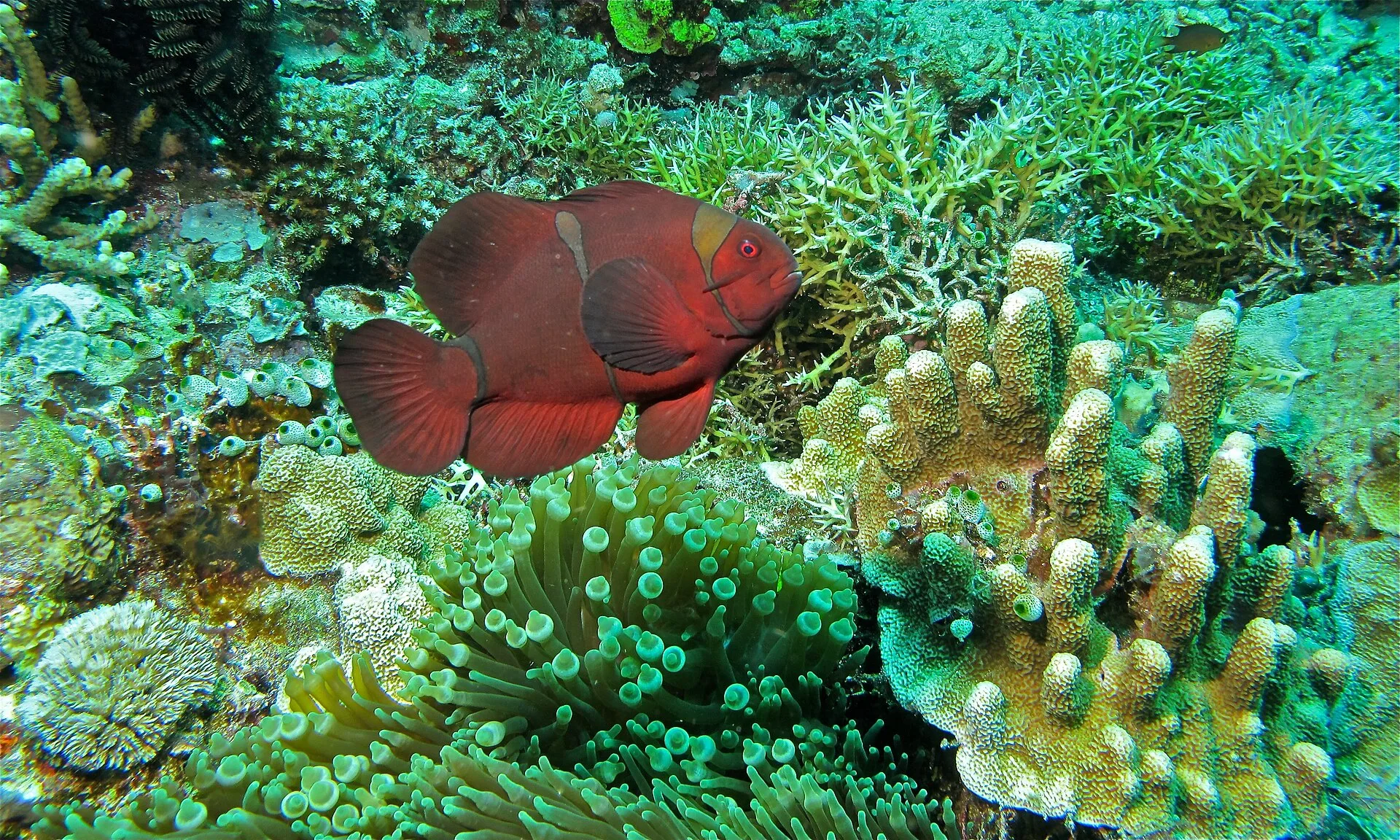 Maroon Clownfish on a coral reef