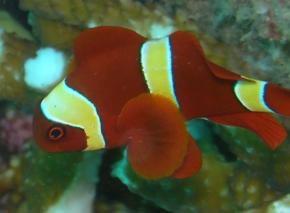 Close view of Maroon Clownfish (Premnas biaculeatus)