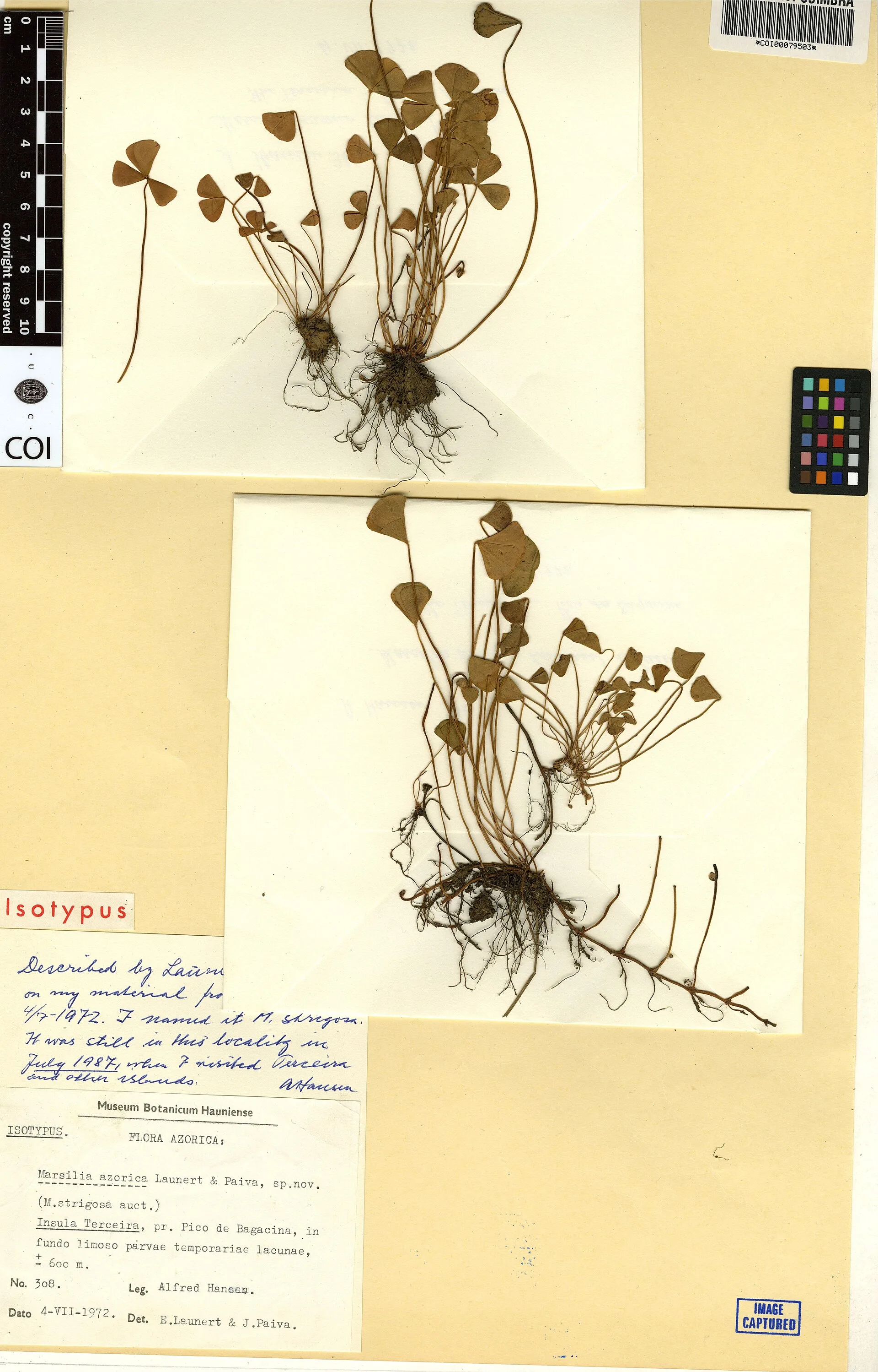 Marsilea hirsuta in aquarium