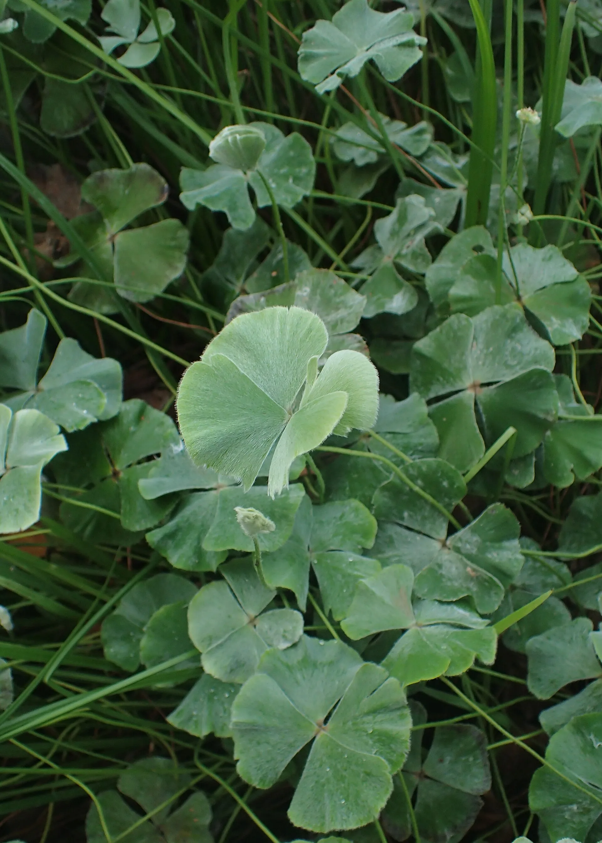 Close view of Marsilea hirsuta (Marsilea hirsuta)