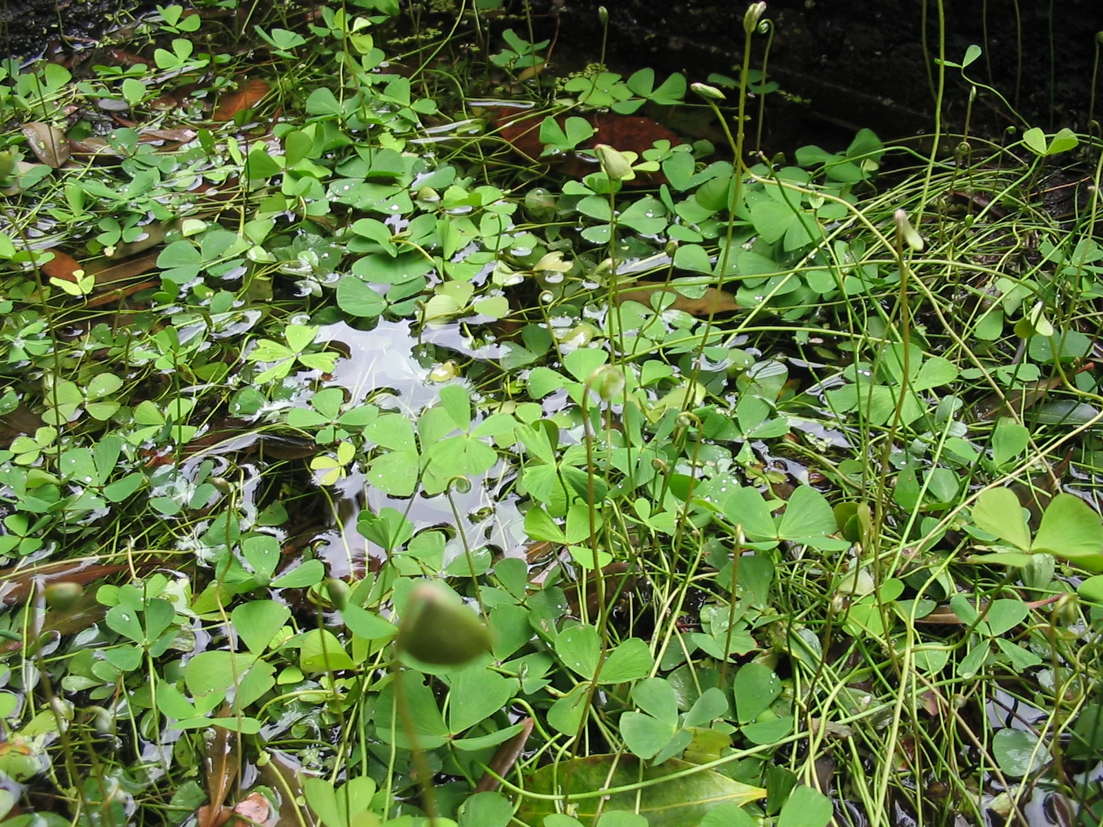 Marsilea hirsuta natural colour and form
