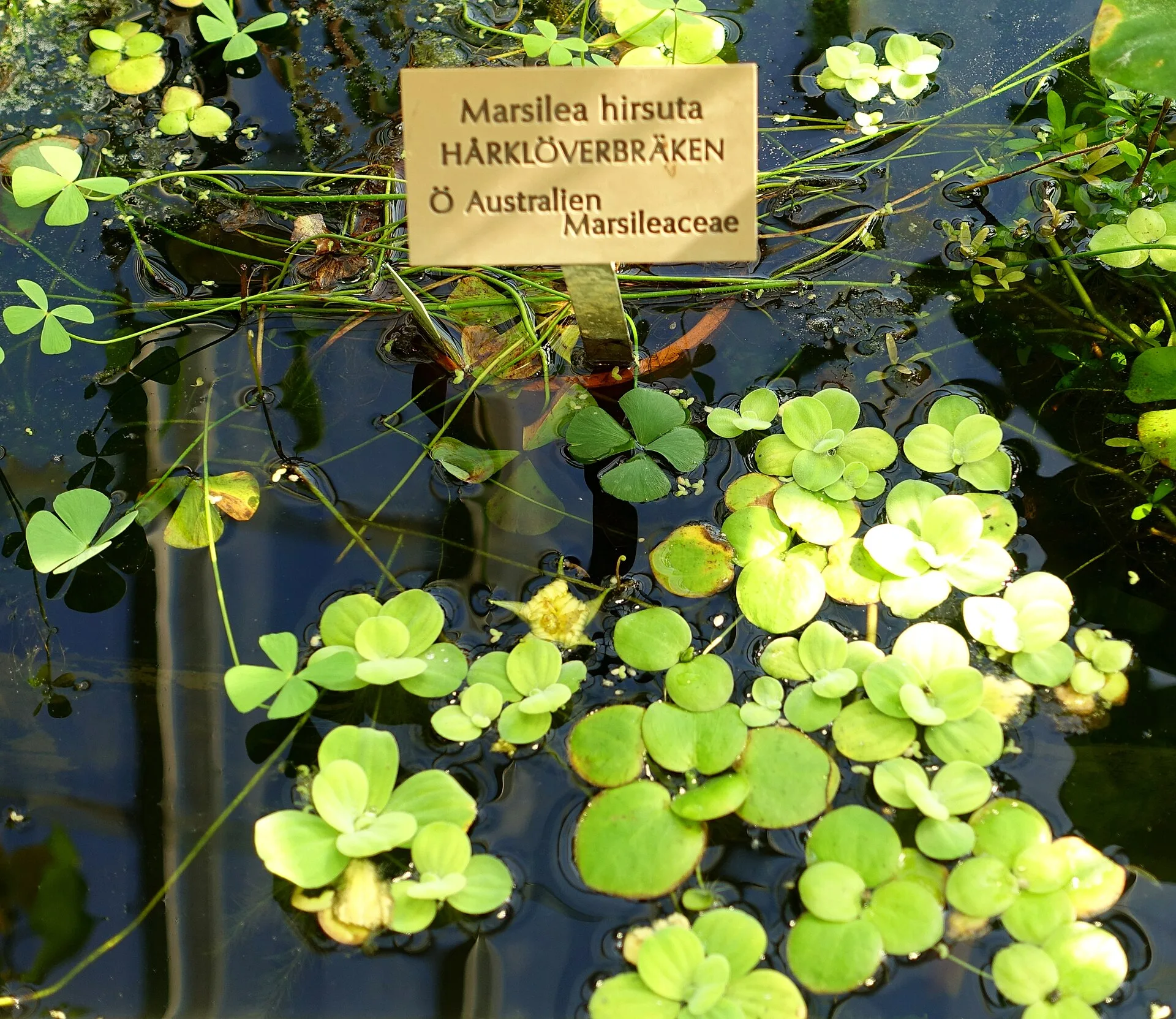 Marsilea hirsuta (Marsilea hirsuta)